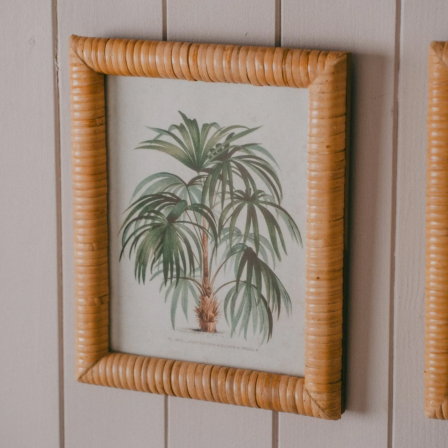 Set of Four Palm Tree Prints - Rattan Frame