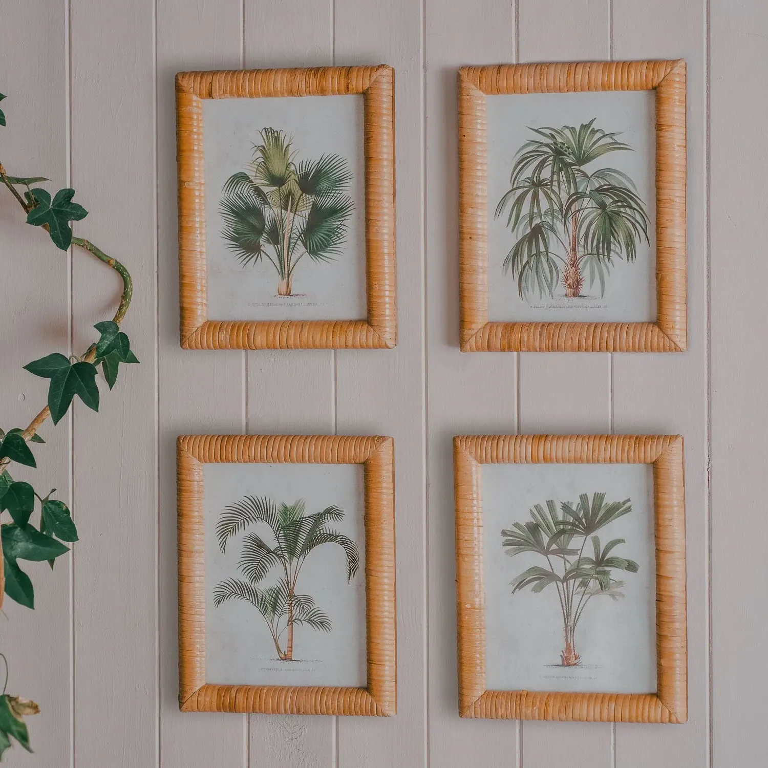 Set of Four Palm Tree Prints - Rattan Frame image