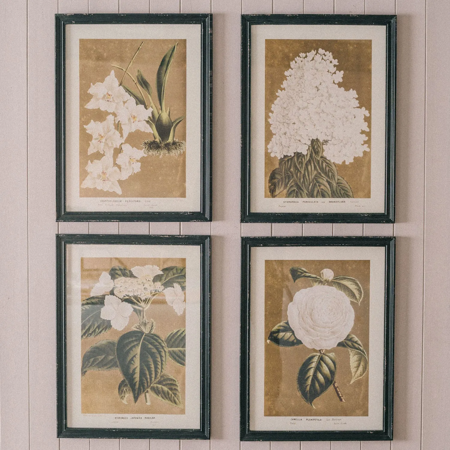 Set of Four White Florals Framed Prints - Fir, Glass