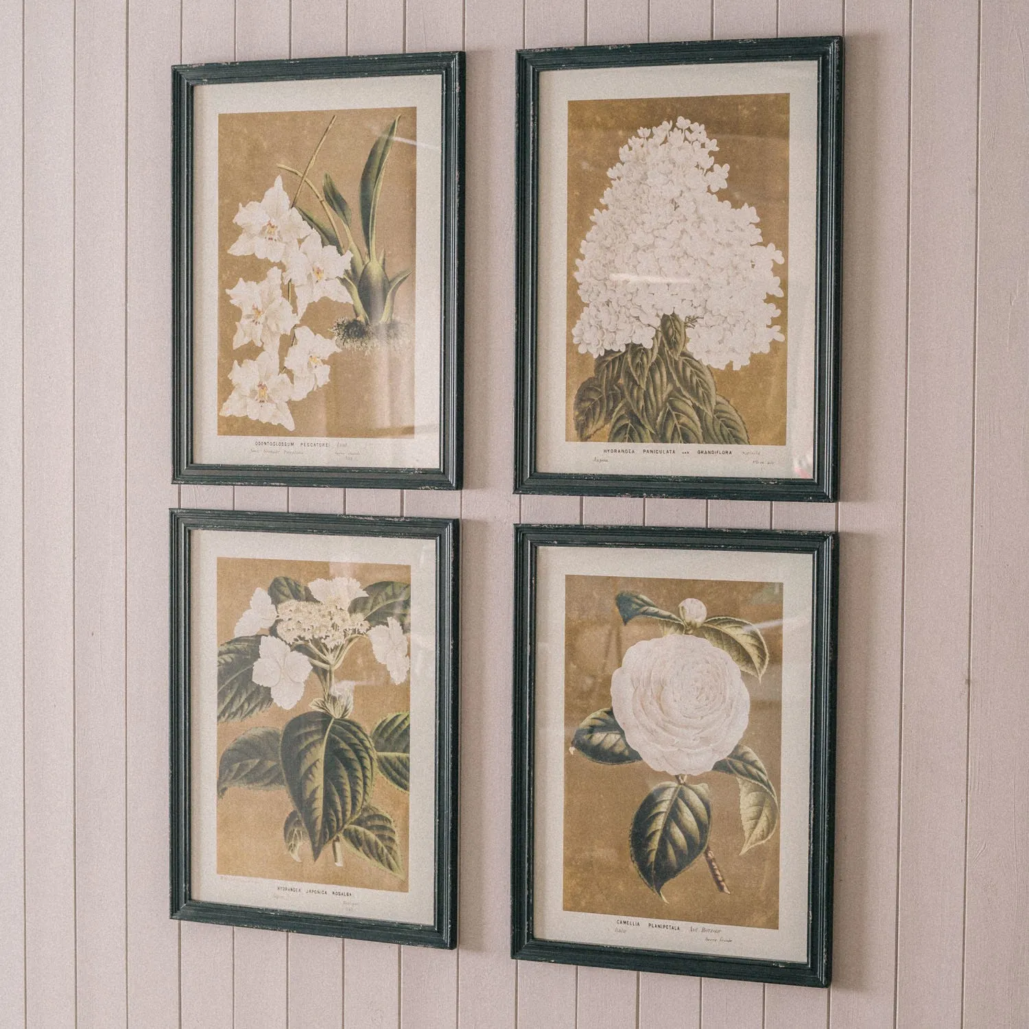 Set of Four White Florals Framed Prints - Fir, Glass