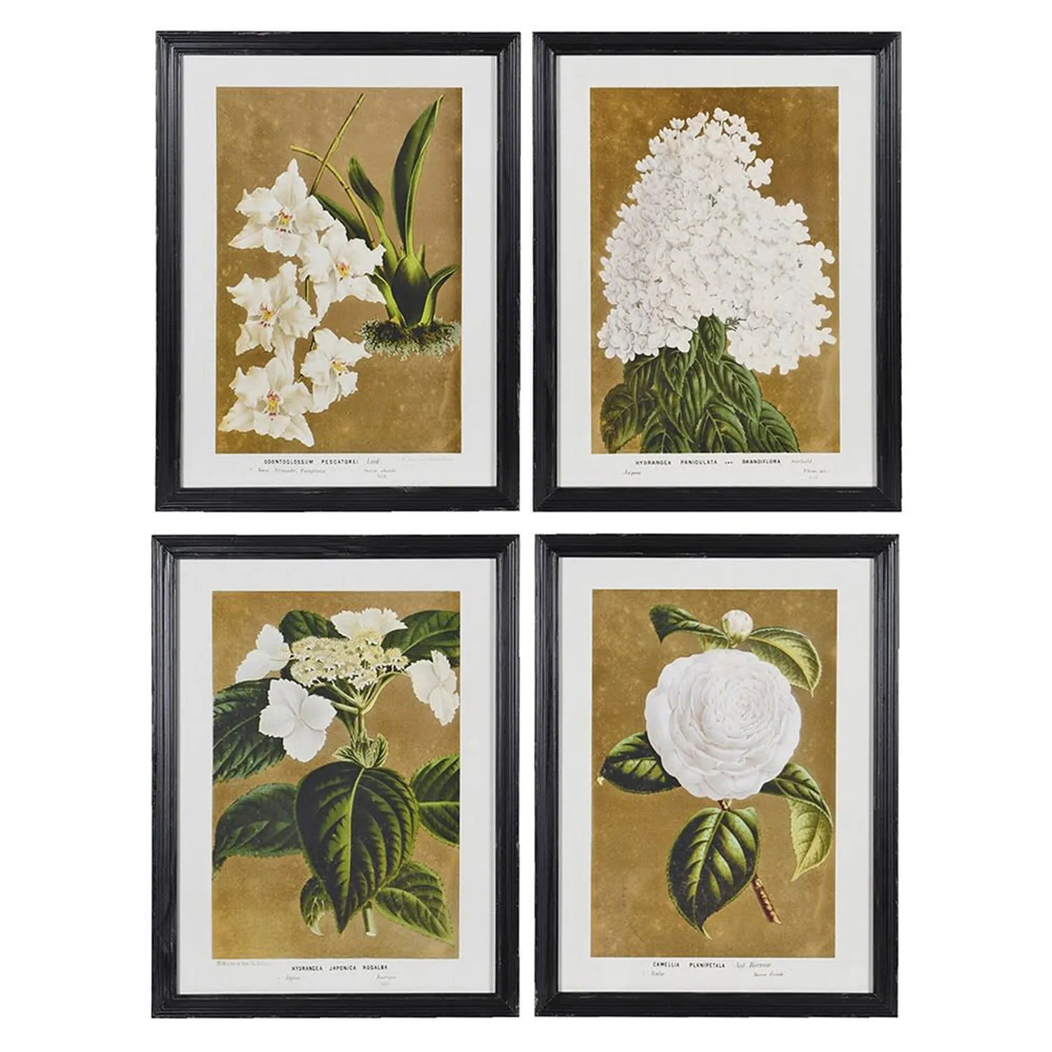 Set of Four White Florals Framed Prints - Fir, Glass