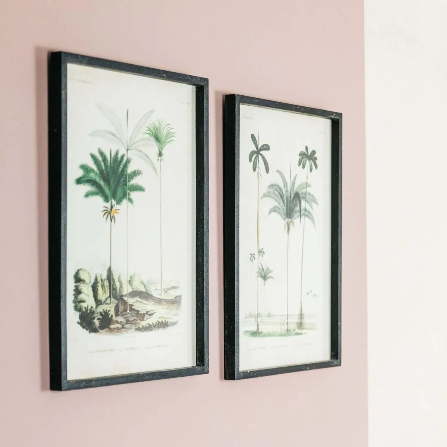 Set of Two Framed Palm Tree Prints - Black, Fir Wood