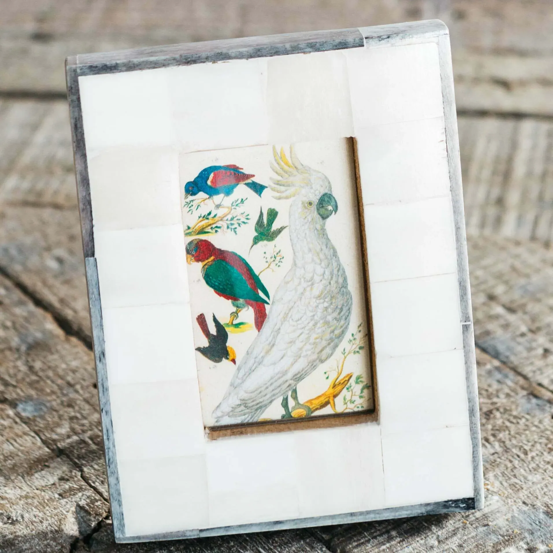 Small Bone Frame with Grey Lipping