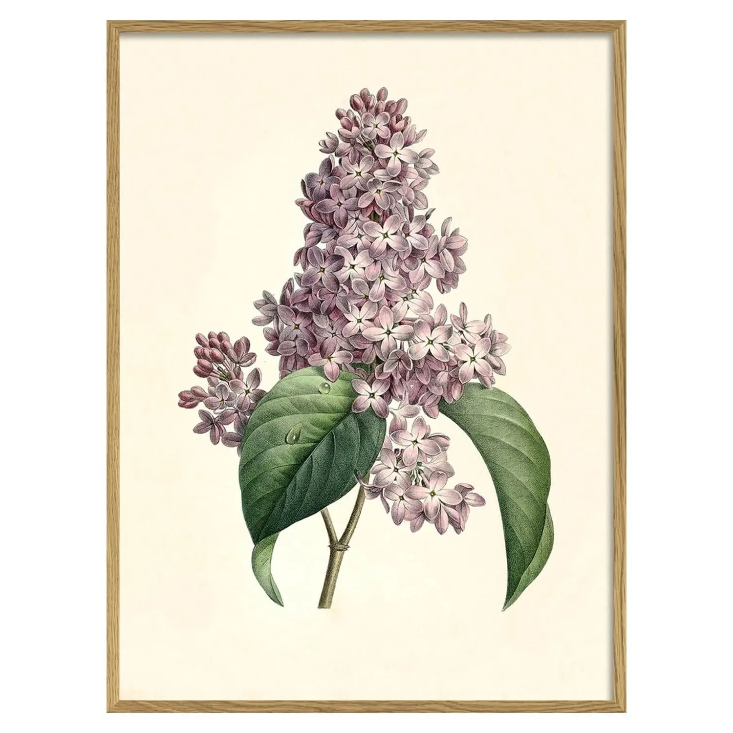 Small Framed Common Lilac Print - Purple