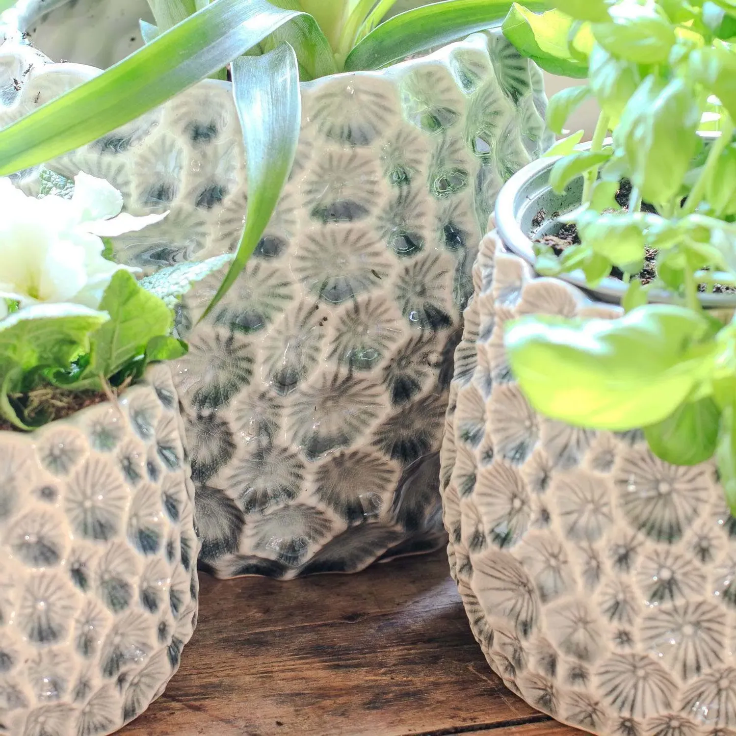 Small Shell Plant Pot - Grey, Ceramic