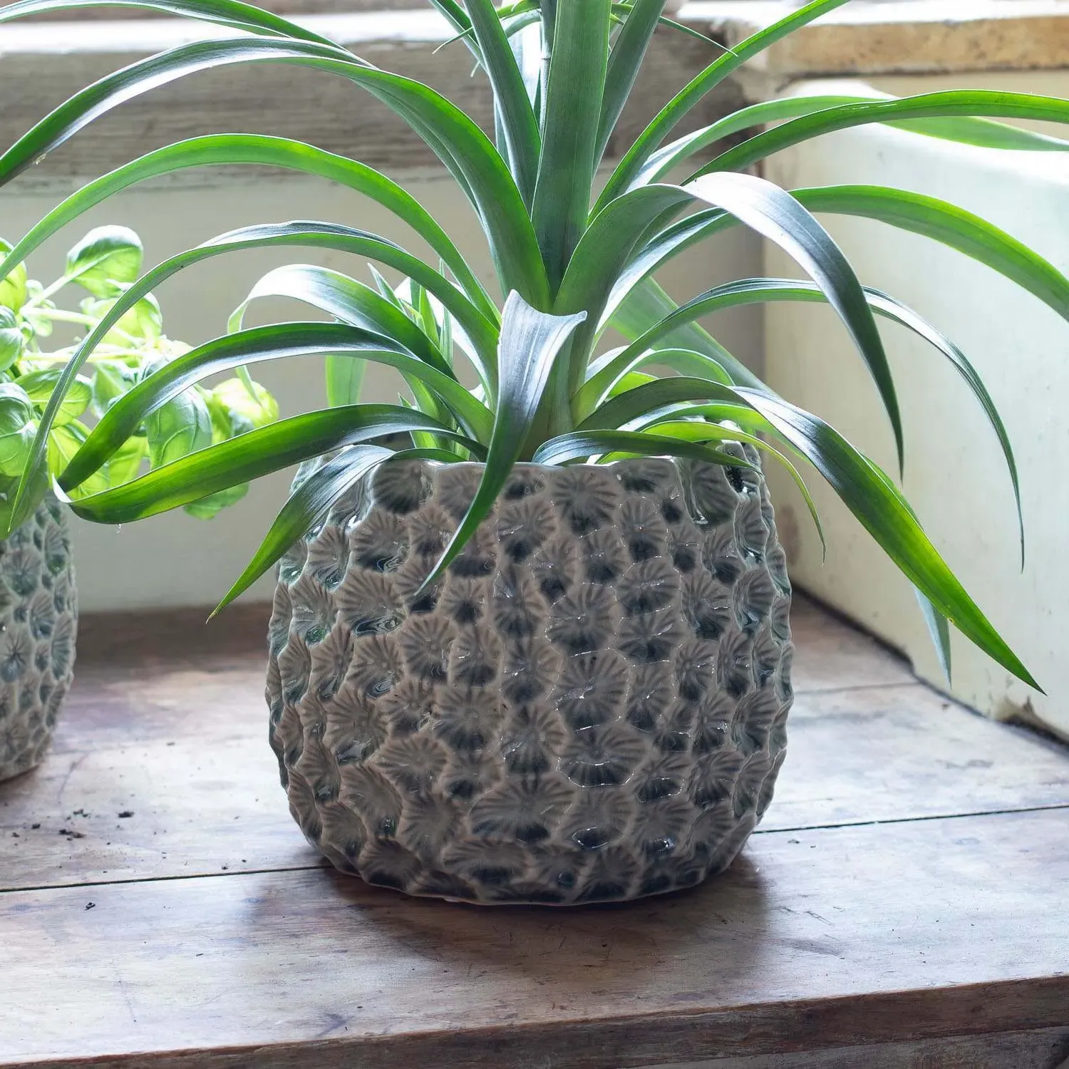 Small Shell Plant Pot - Grey, Ceramic