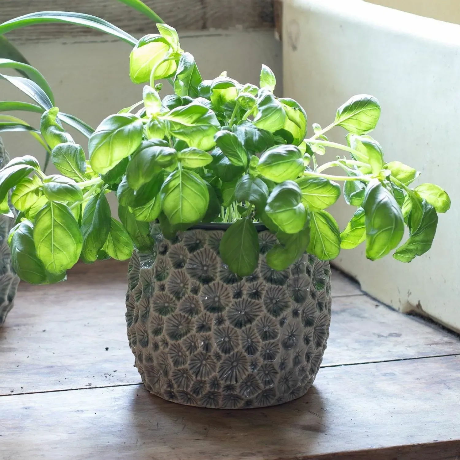 Small Shell Plant Pot - Grey, Ceramic