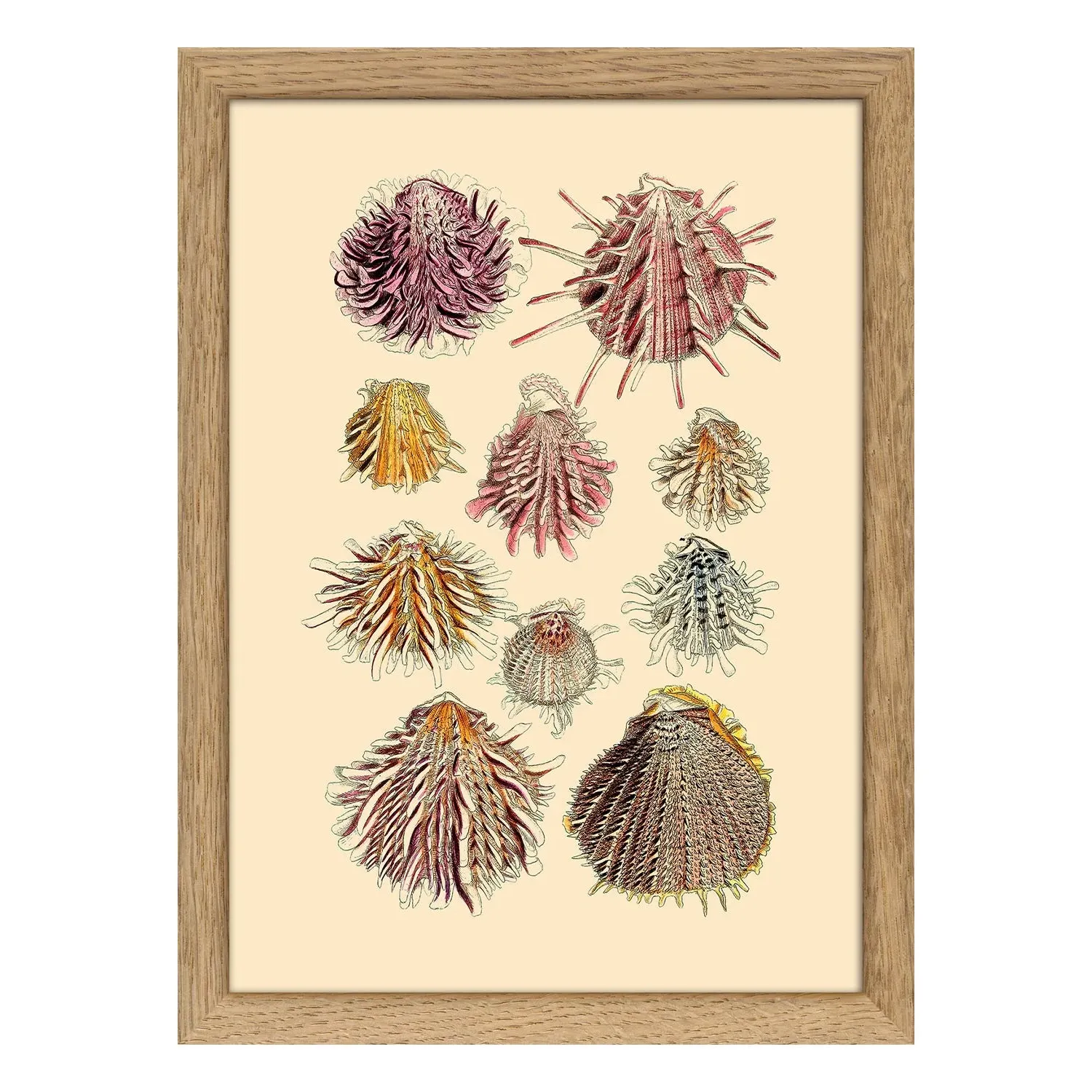 Spiked Seashells Mini Print with Oak Frame