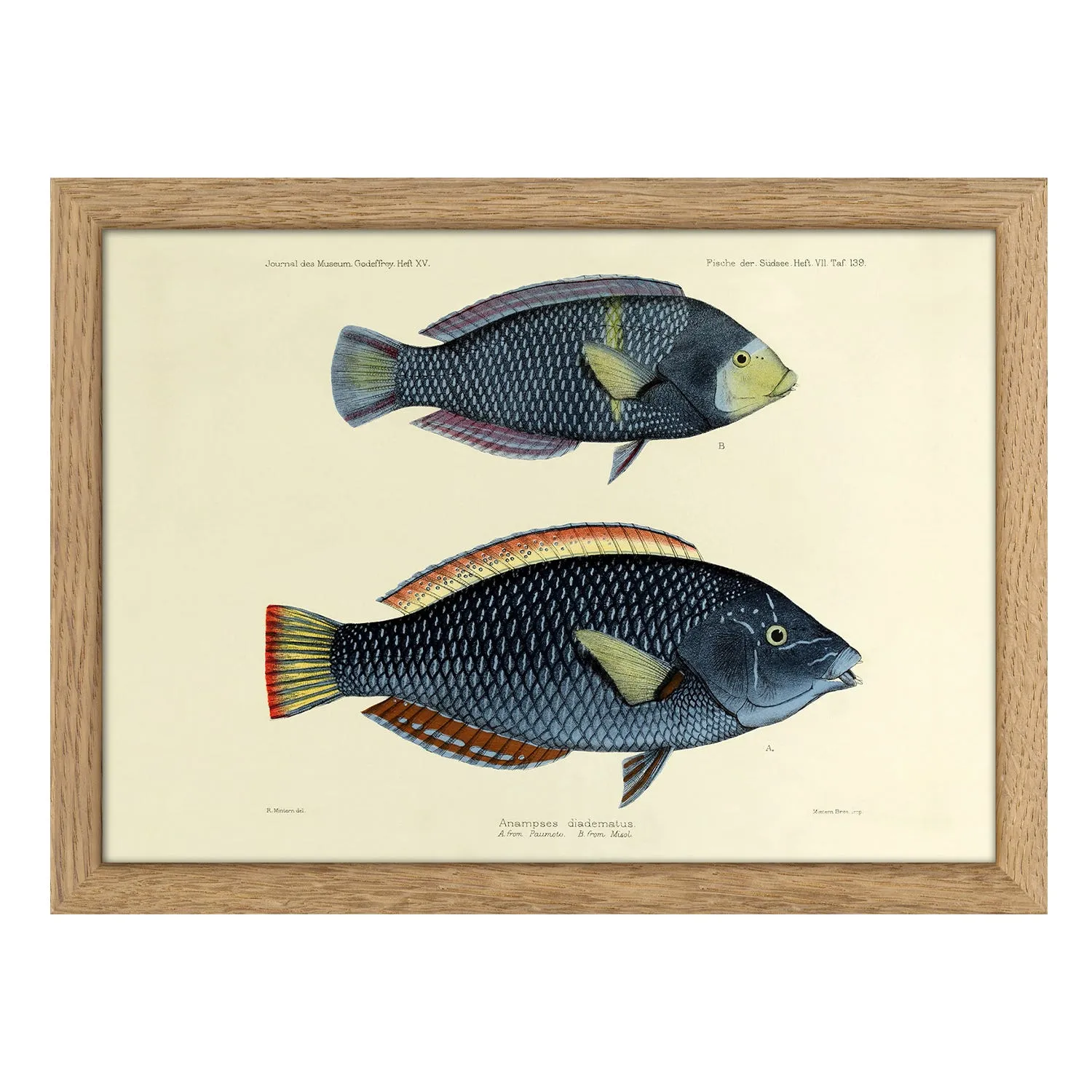 Spotted Wrasse Fish Mini Print with Oak Frame image