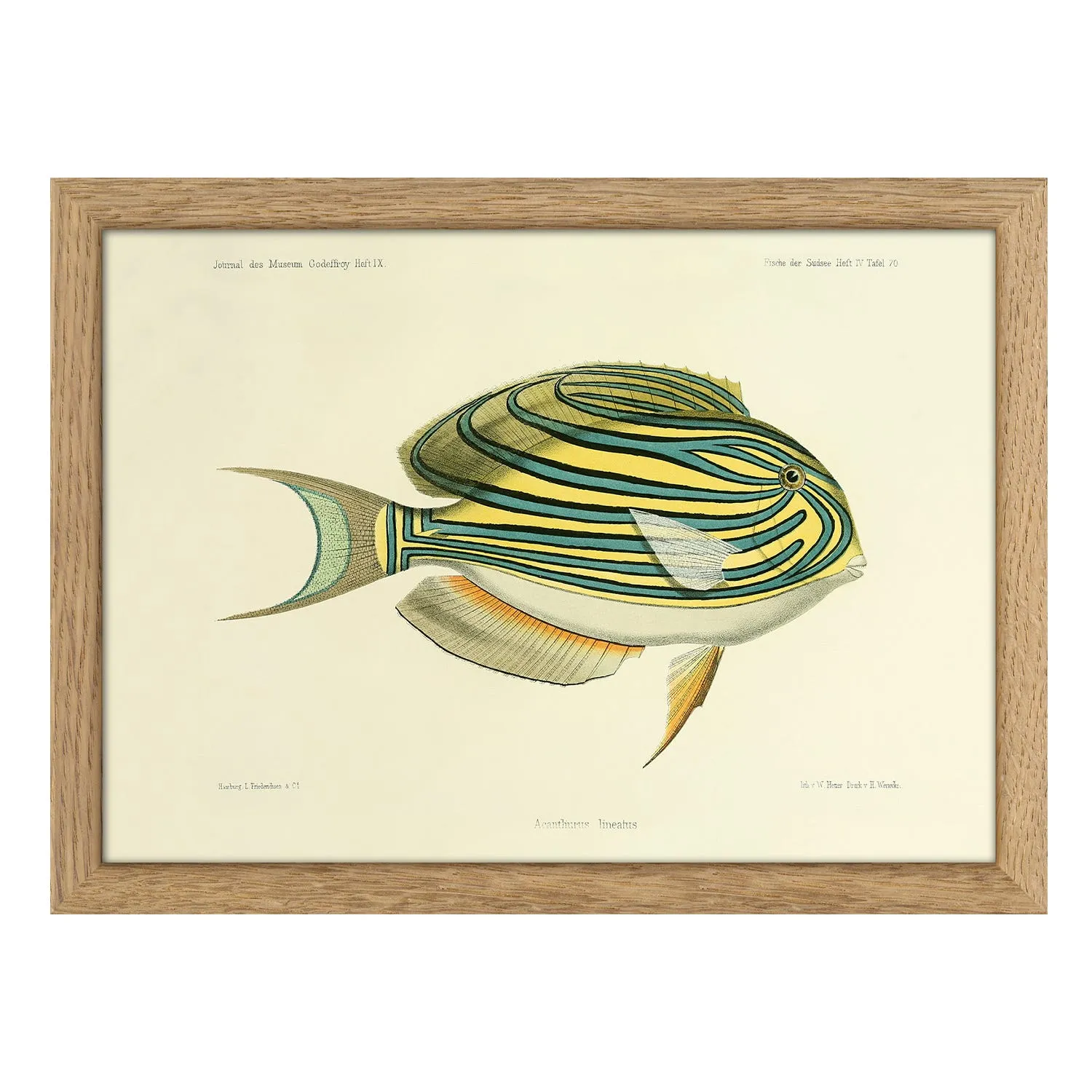 Striped Surgeon Fish Print with Oak Frame