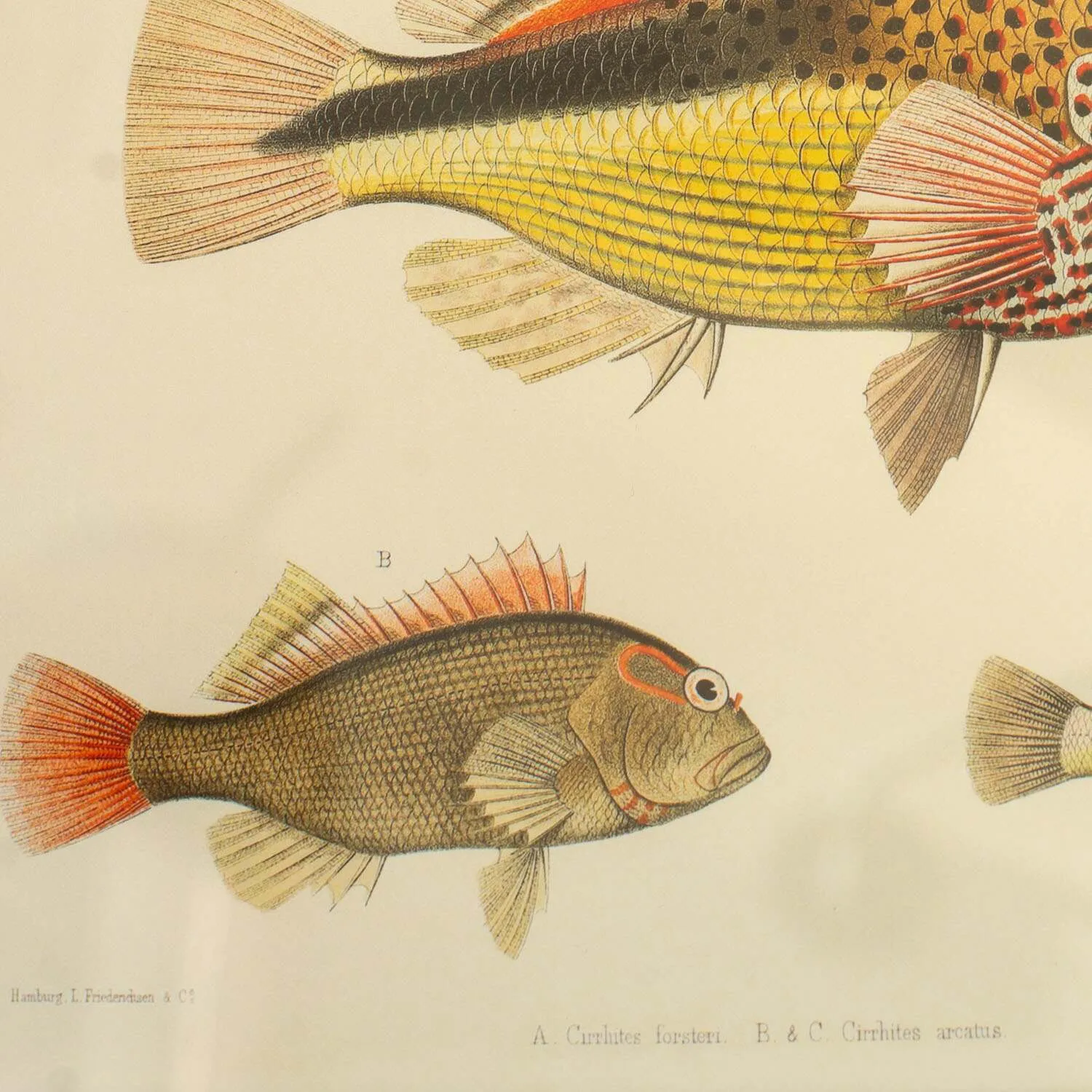 Three Hawkfish Print with Oak Frame