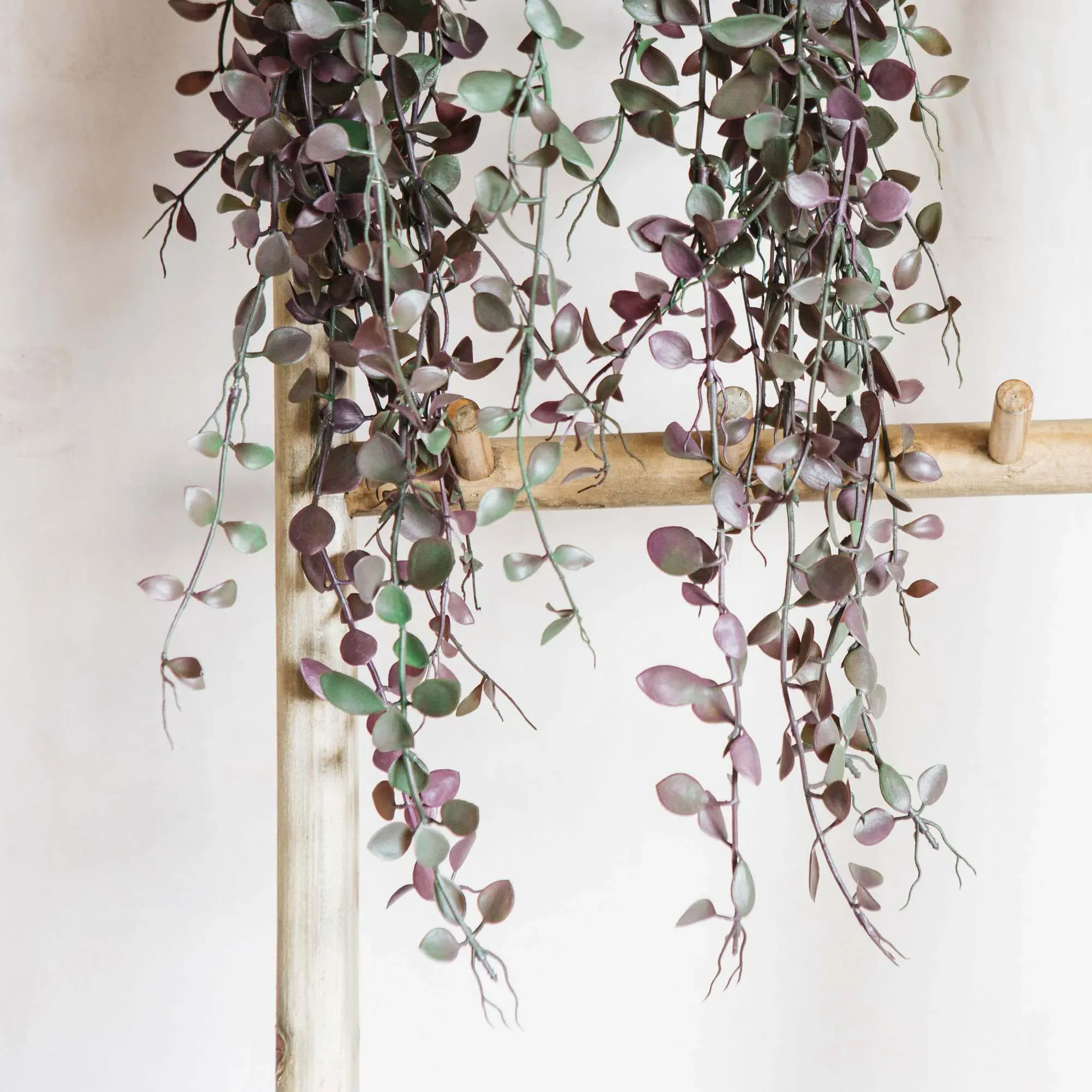 Trailing Dischidia in Pot - Green