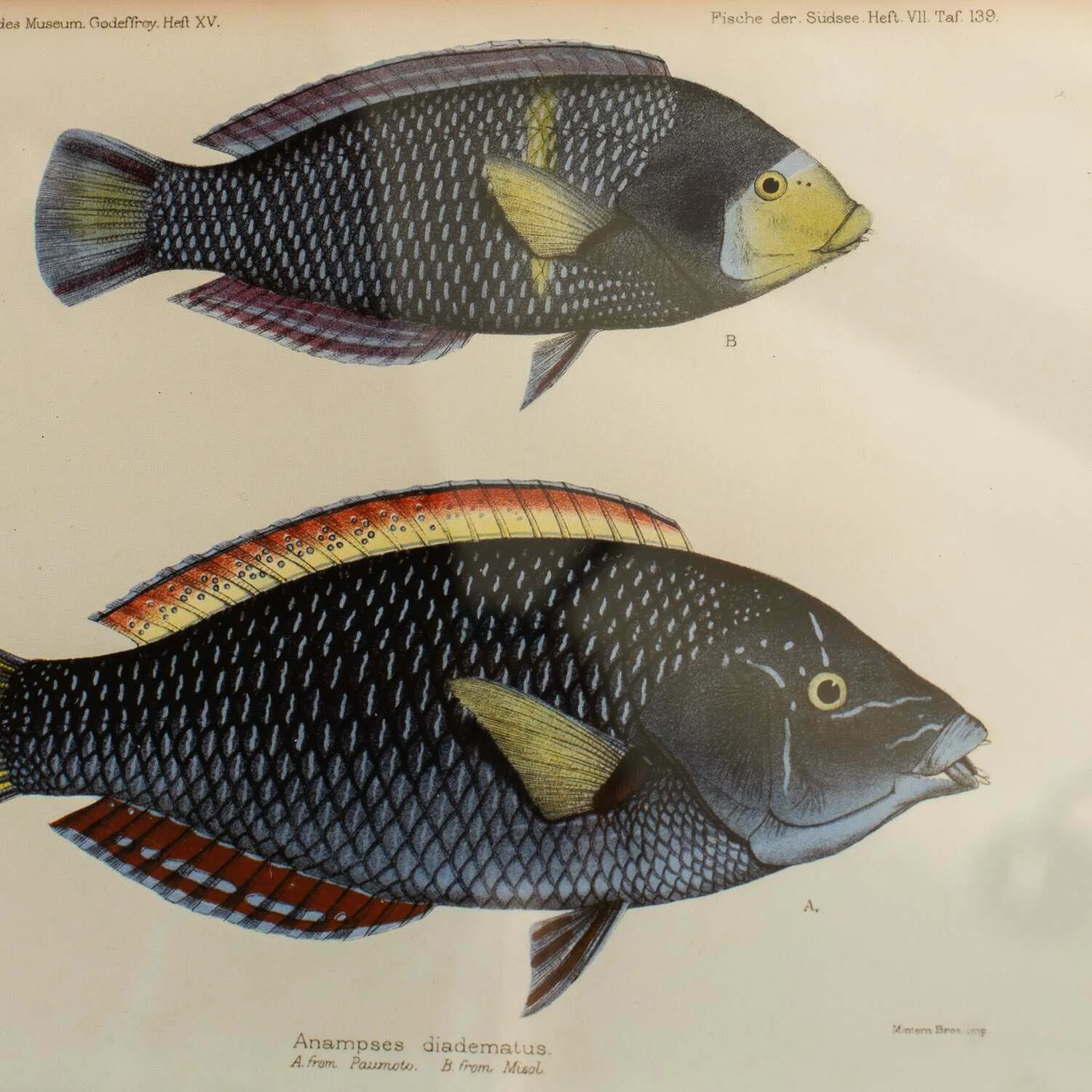 Two Spotted Wrasse Print with Oak Frame