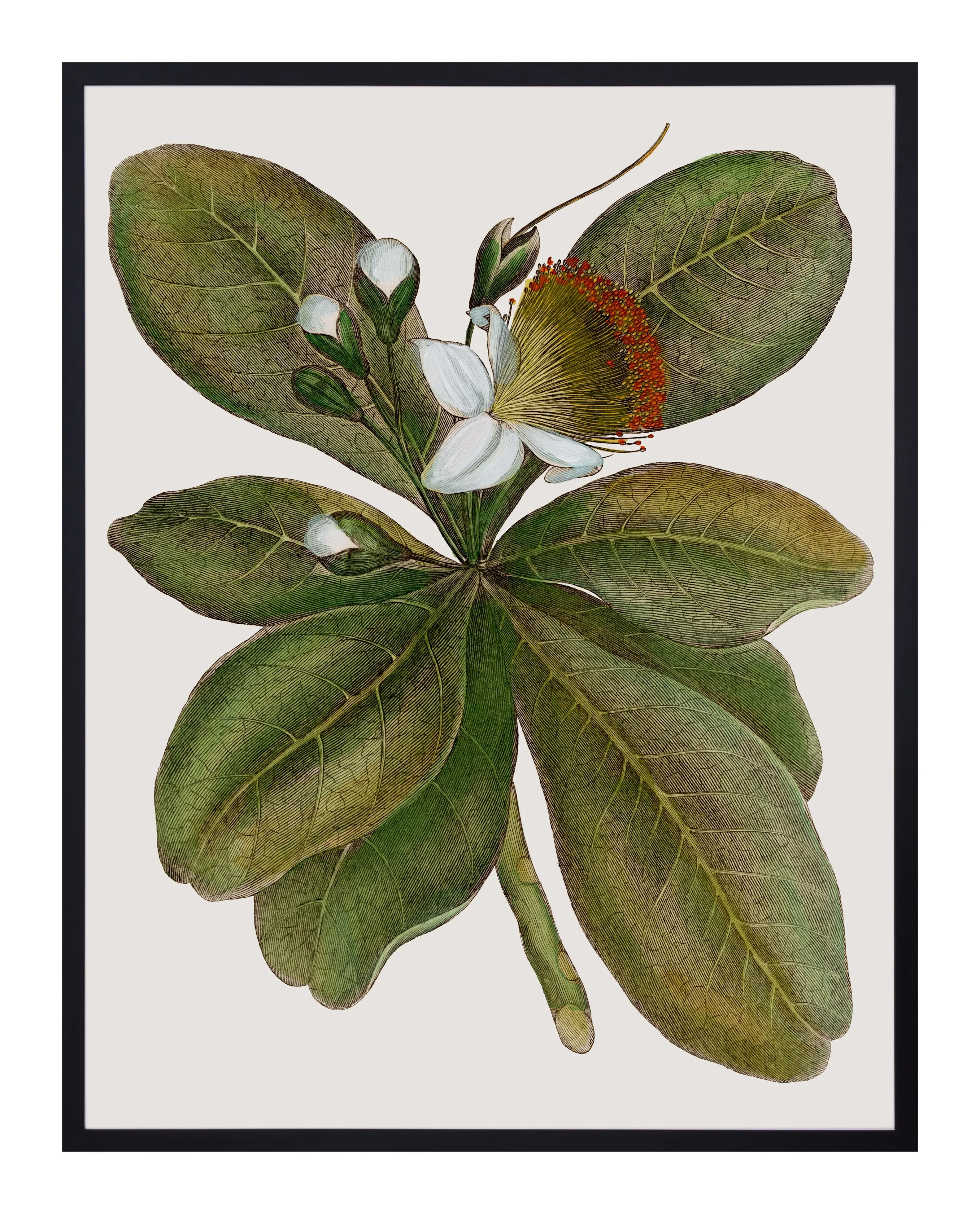 Botanique Framed Wall Art - Black Frame image