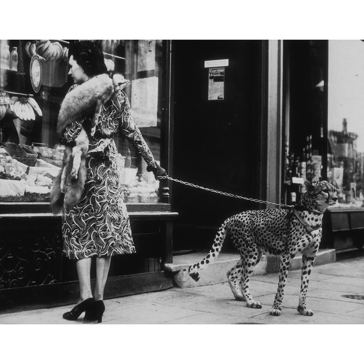 cheetah-who-shops-from-getty-images image