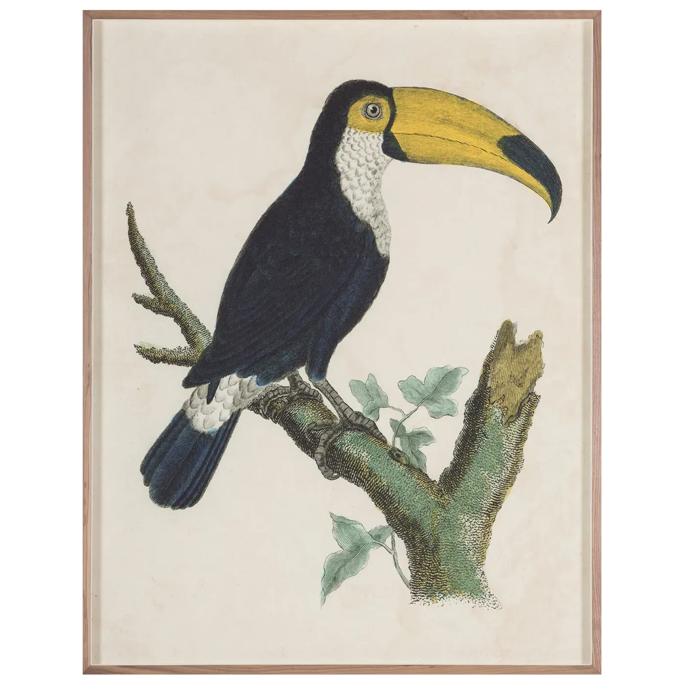 Barraband Toucans 1 Wall Art Print product