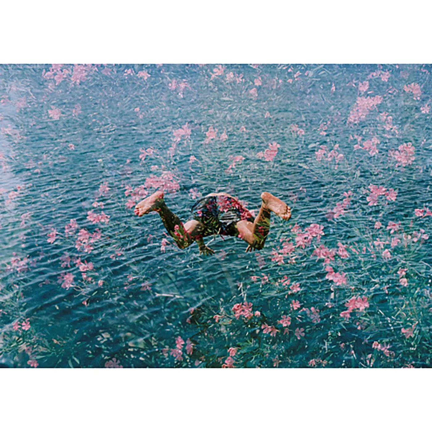 Diving into Pink Flowers Getty Images Print product