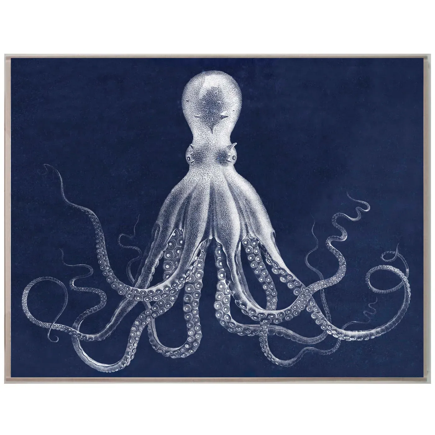 Lord Bodner Octopus Framed Print - Acrylic Box product