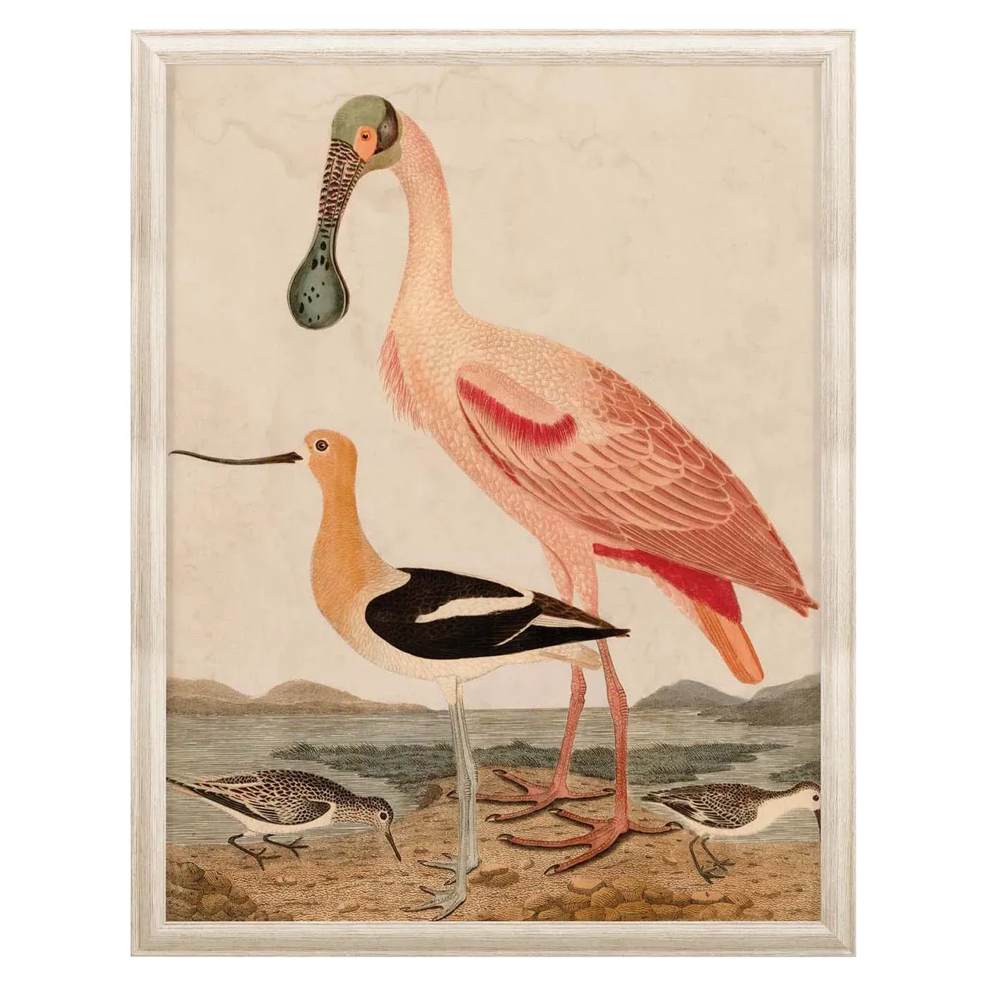 Warnicke Spoonbill Wall Art Print product