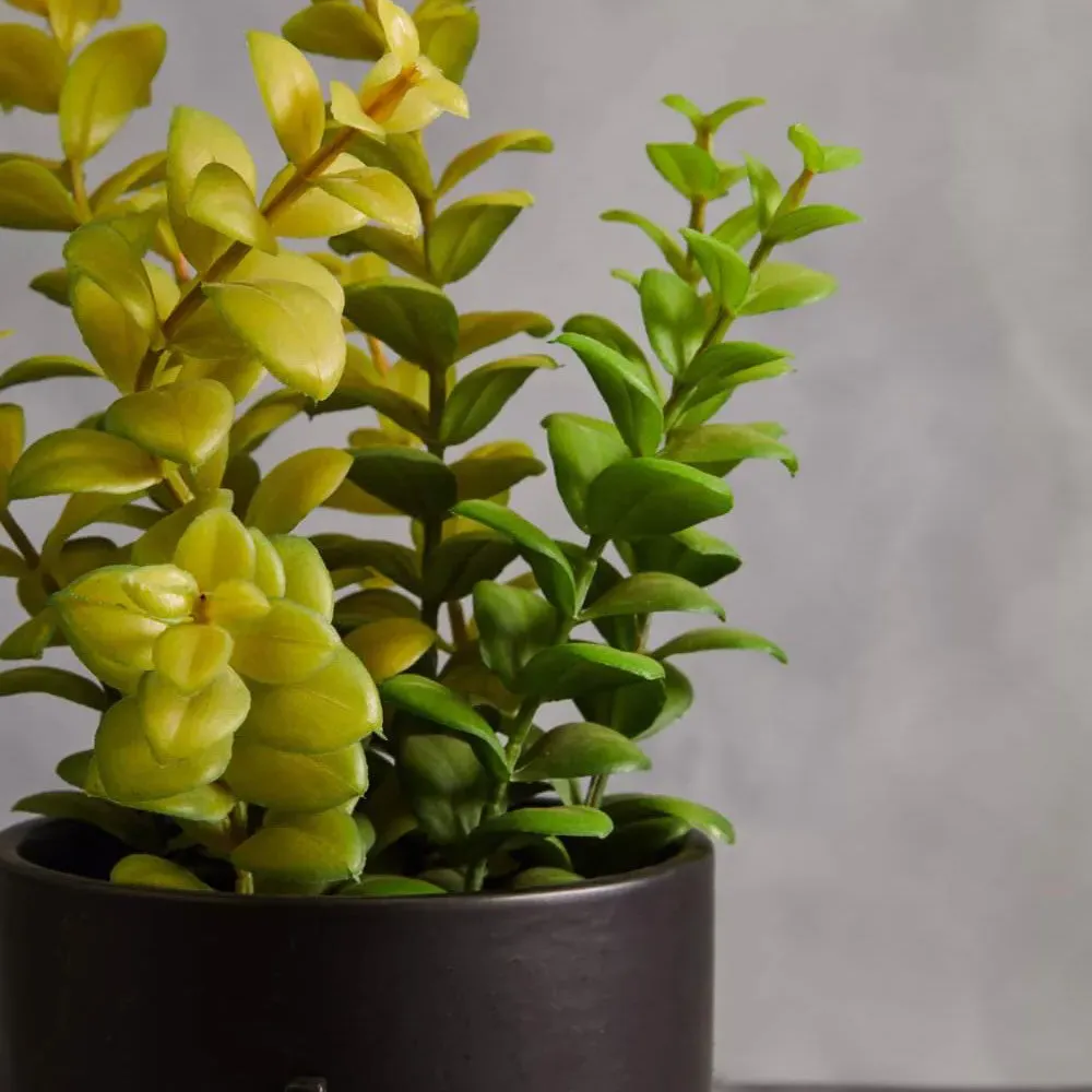 Faux Thyme Plant with Stand - Black, Concrete image