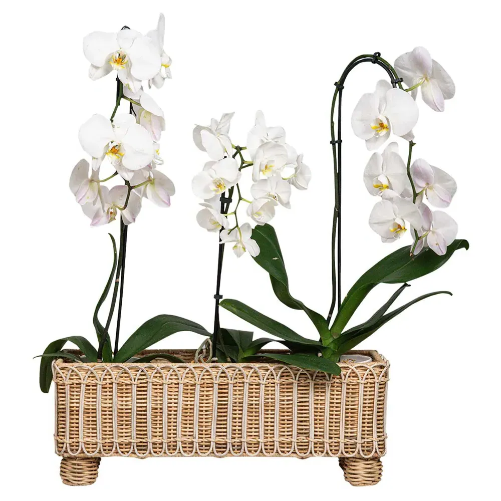 Provence Rectangular Planter - Whitewash, Rattan