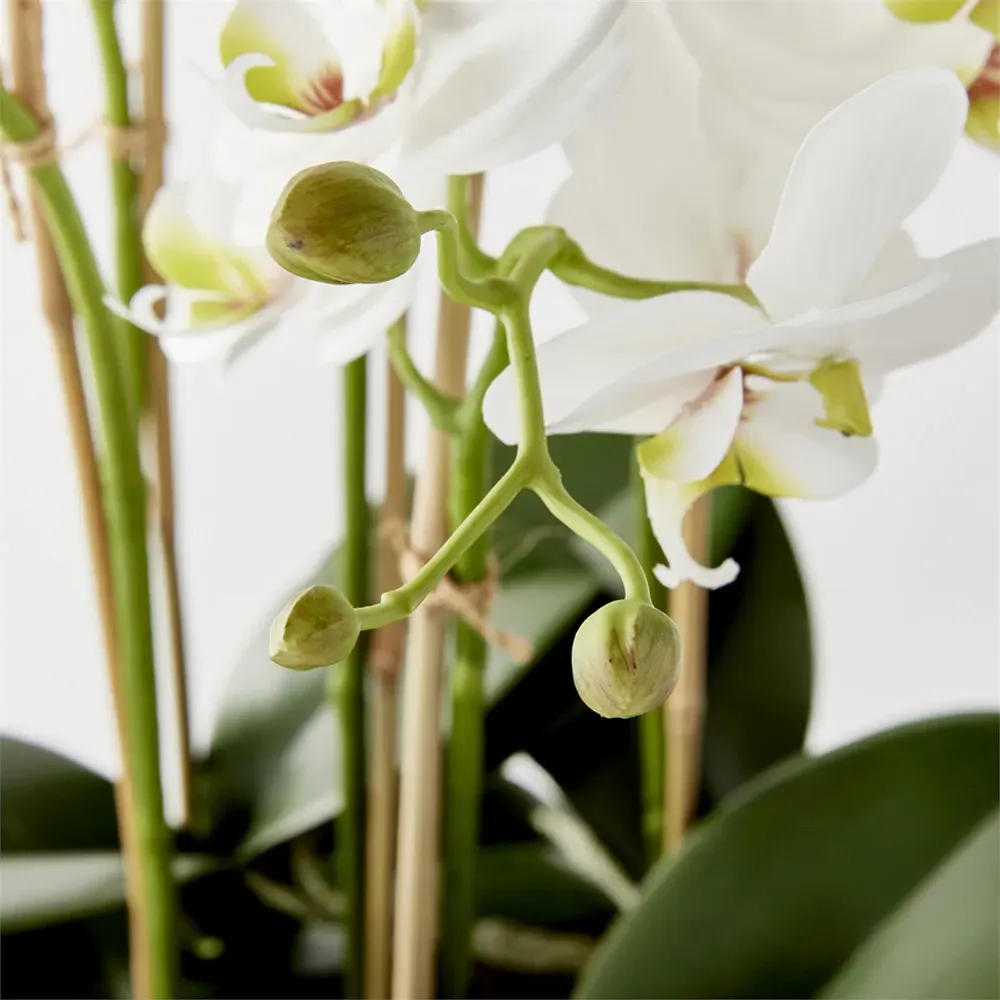 Angel Phalaenopsis Orchid Bowl Faux Floral - White