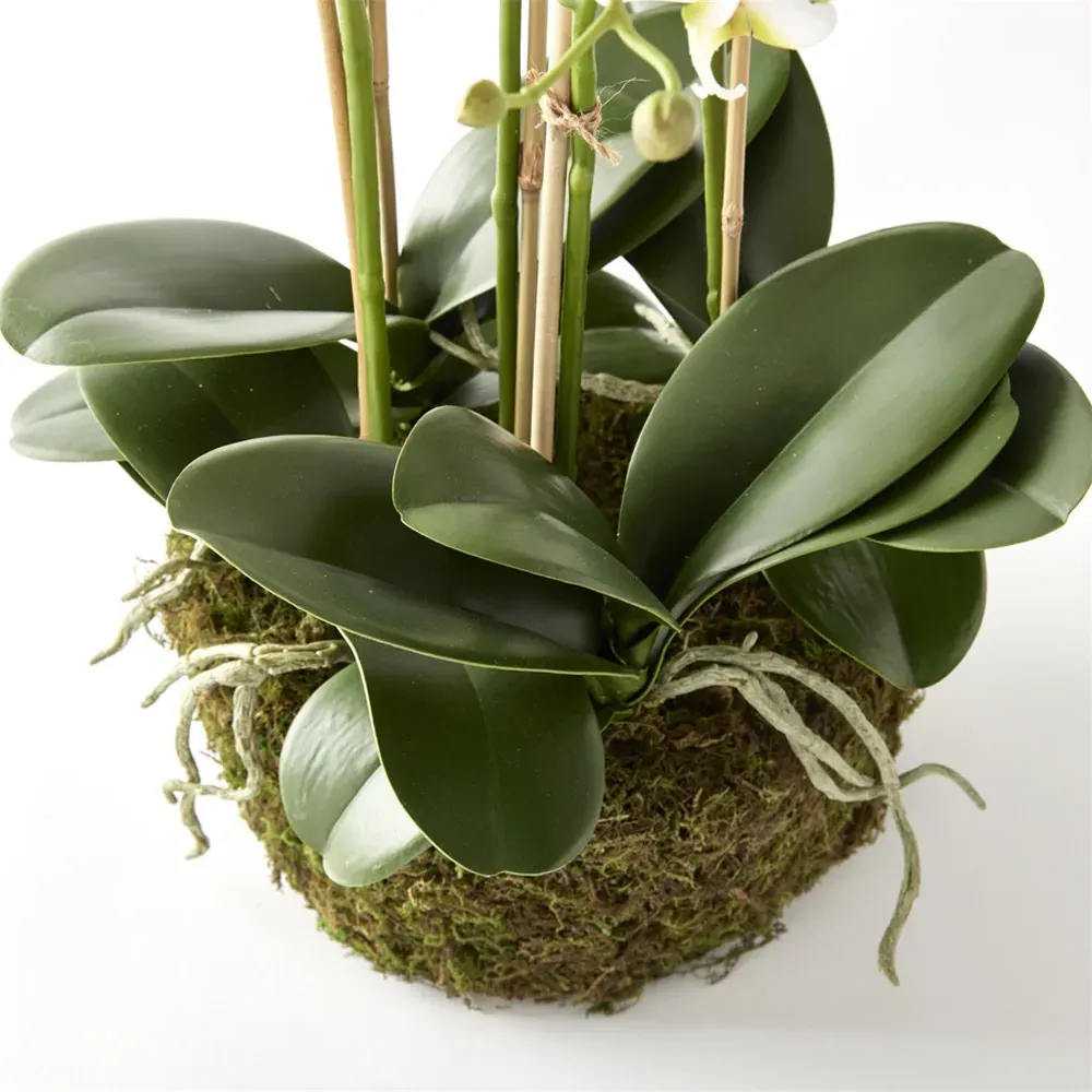 Angel Phalaenopsis Orchid Bowl Faux Floral - White