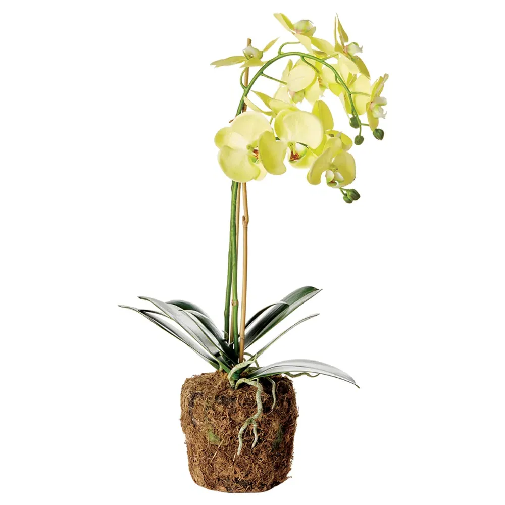 Angel Small Phalaenopsis Orchid Drop In Faux Floral - Yellow image