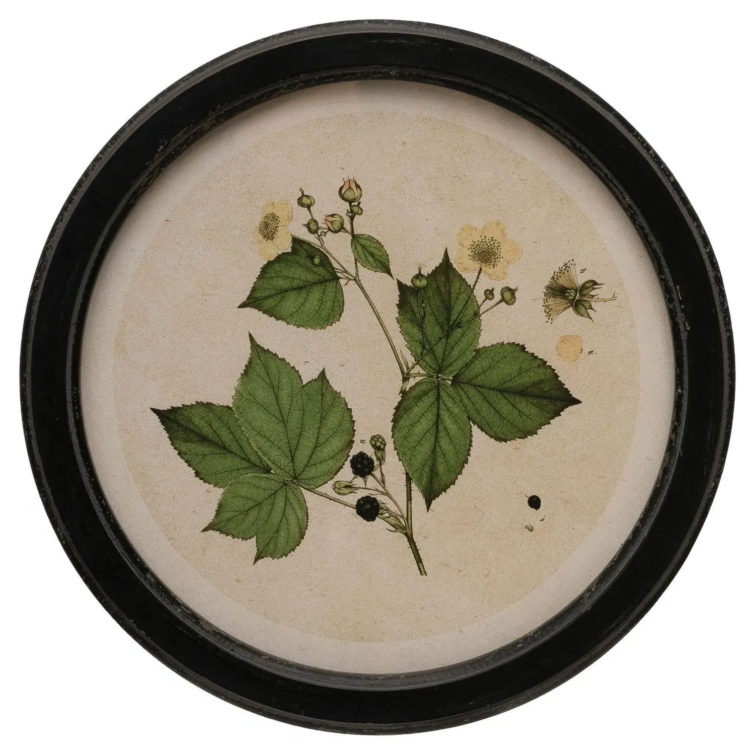 Anthea Botanical Multipanel Illustration - Green, Black Frame