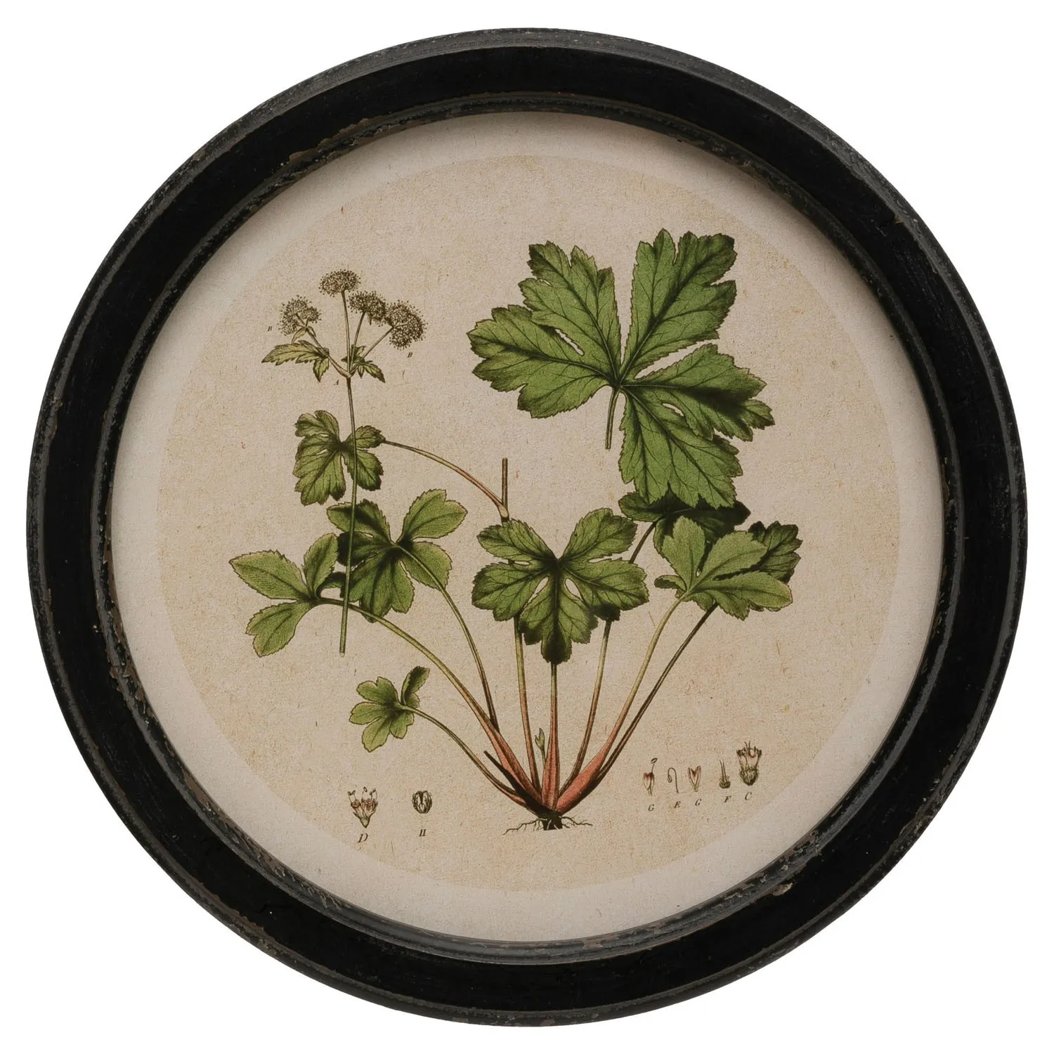 Anthea Botanical Multipanel Illustration - Green, Black Frame