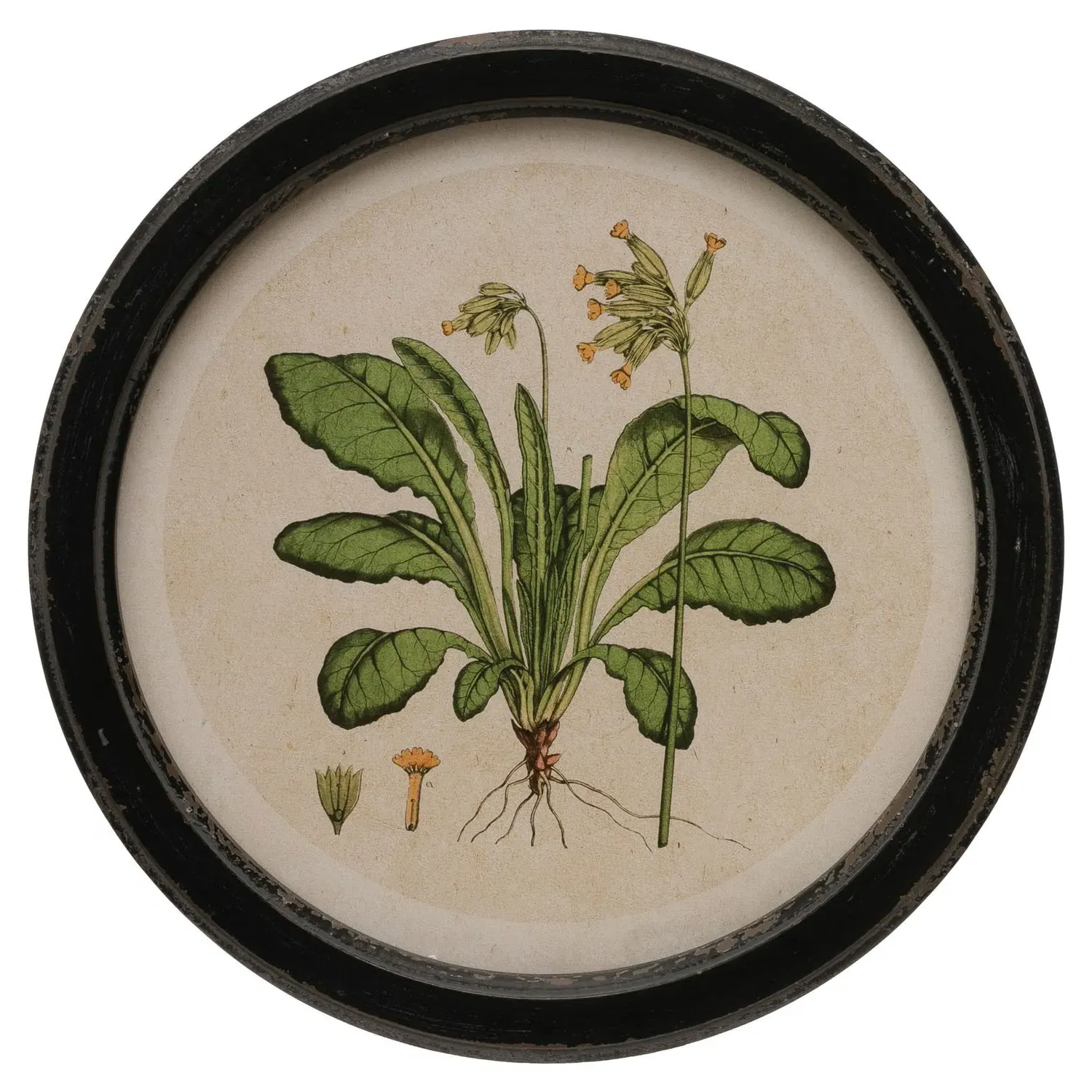 Anthea Botanical Multipanel Illustration - Green, Black Frame