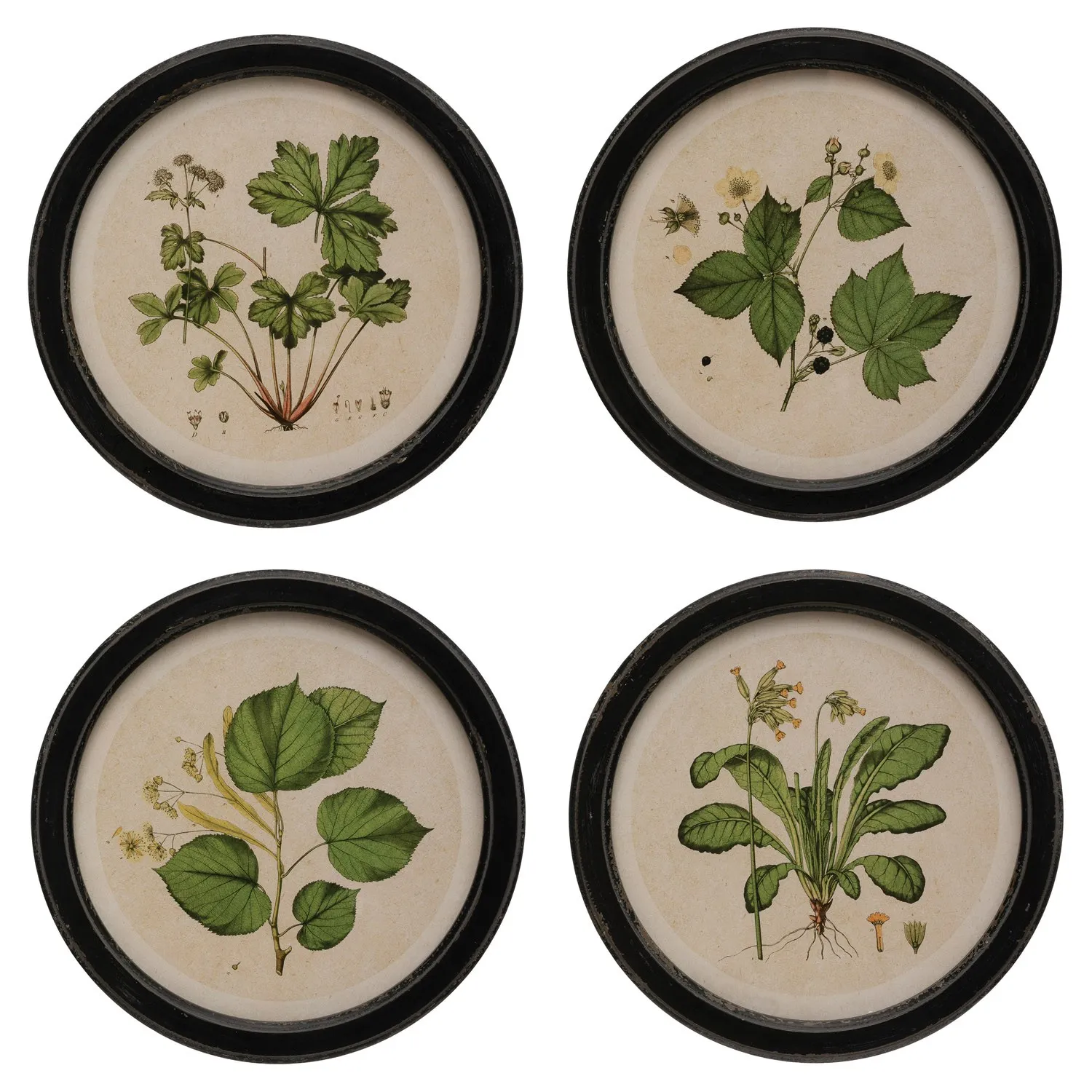 Anthea Botanical Multipanel Illustration - Green, Black Frame image
