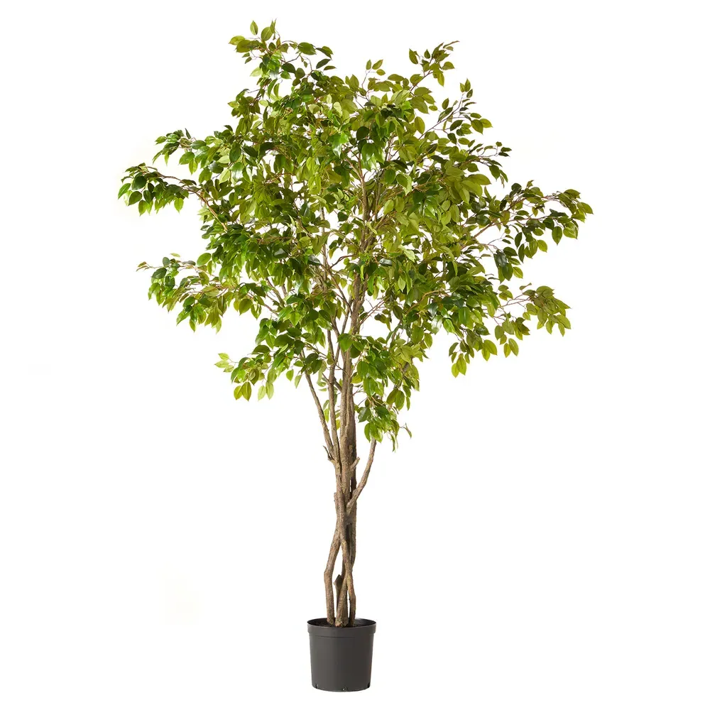 Artemis Large Ficus Potted Tree - Green