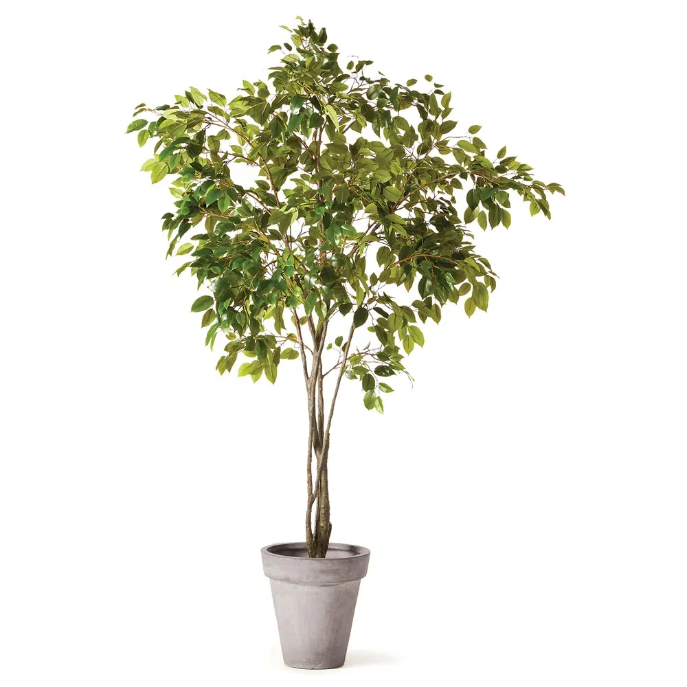 Artemis Small Ficus Potted Tree - Green