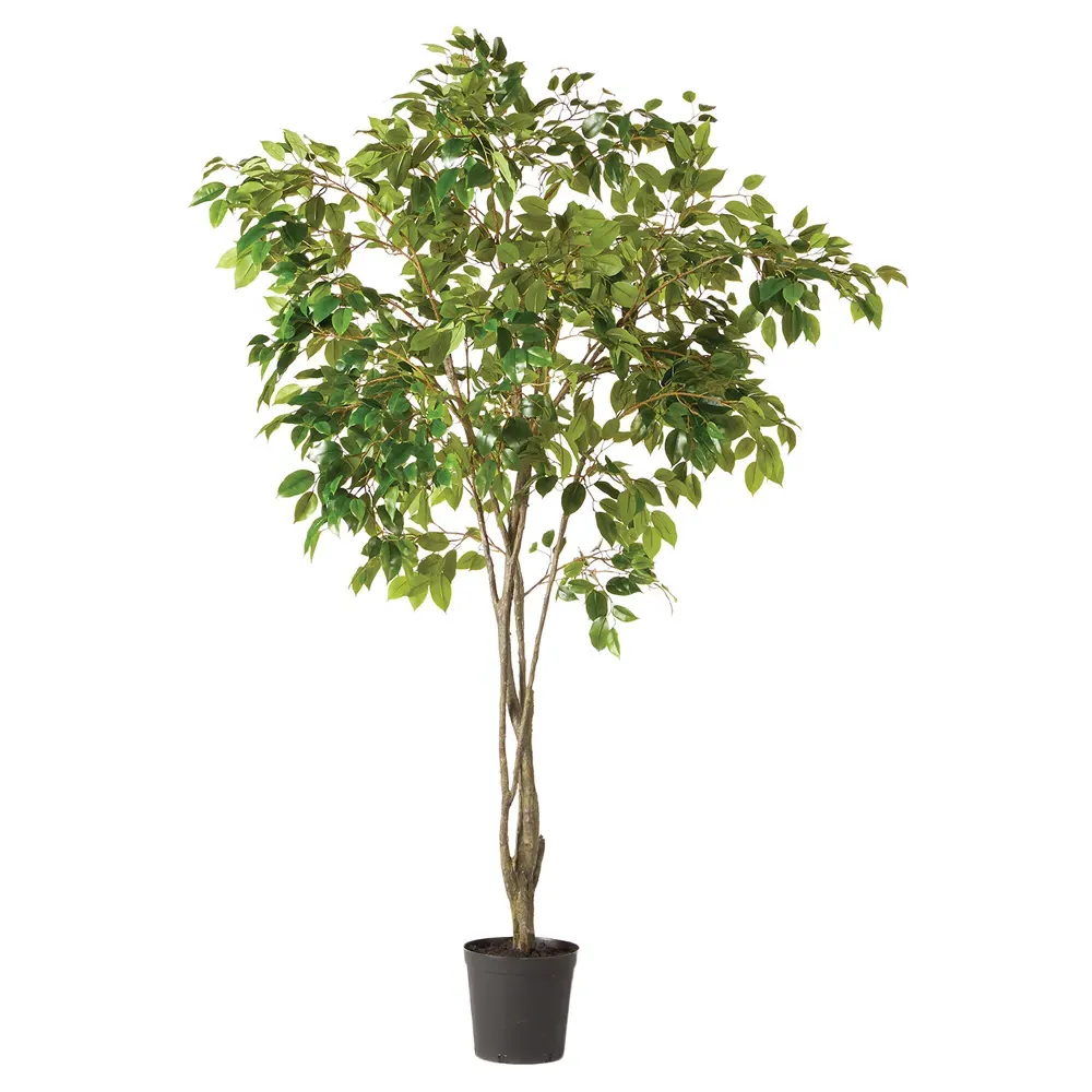 Artemis Small Ficus Potted Tree - Green image