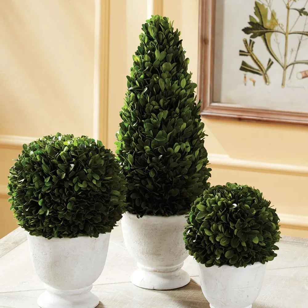 Asher Cone Potted Topiary - Green, Boxwood