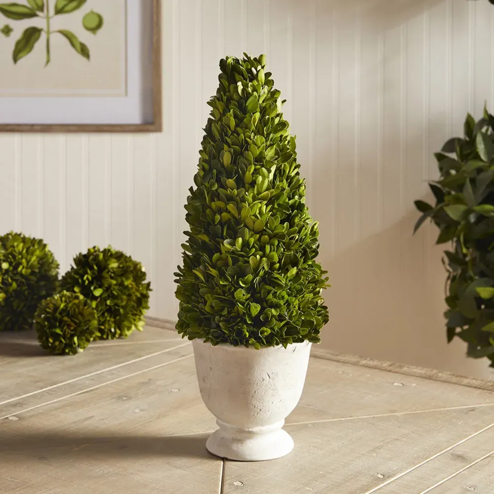 Asher Cone Potted Topiary - Green, Boxwood