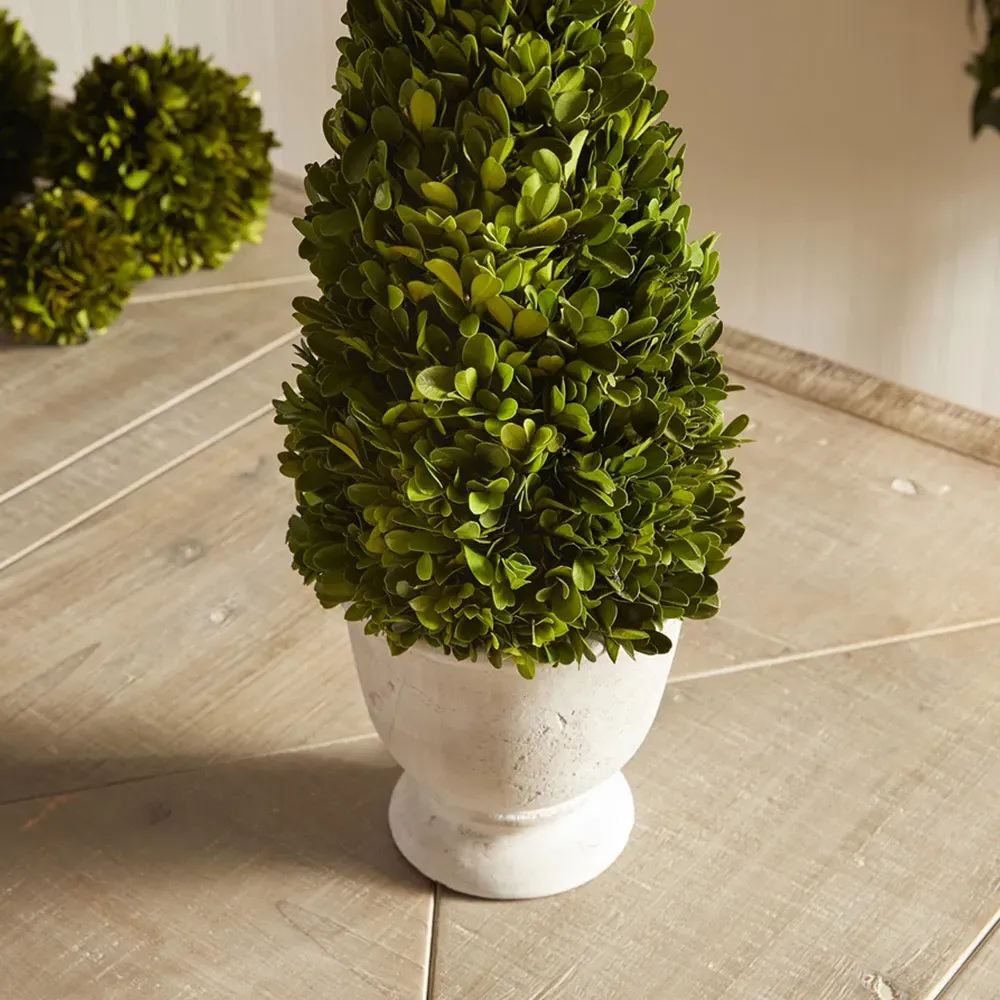 Asher Cone Potted Topiary - Green, Boxwood