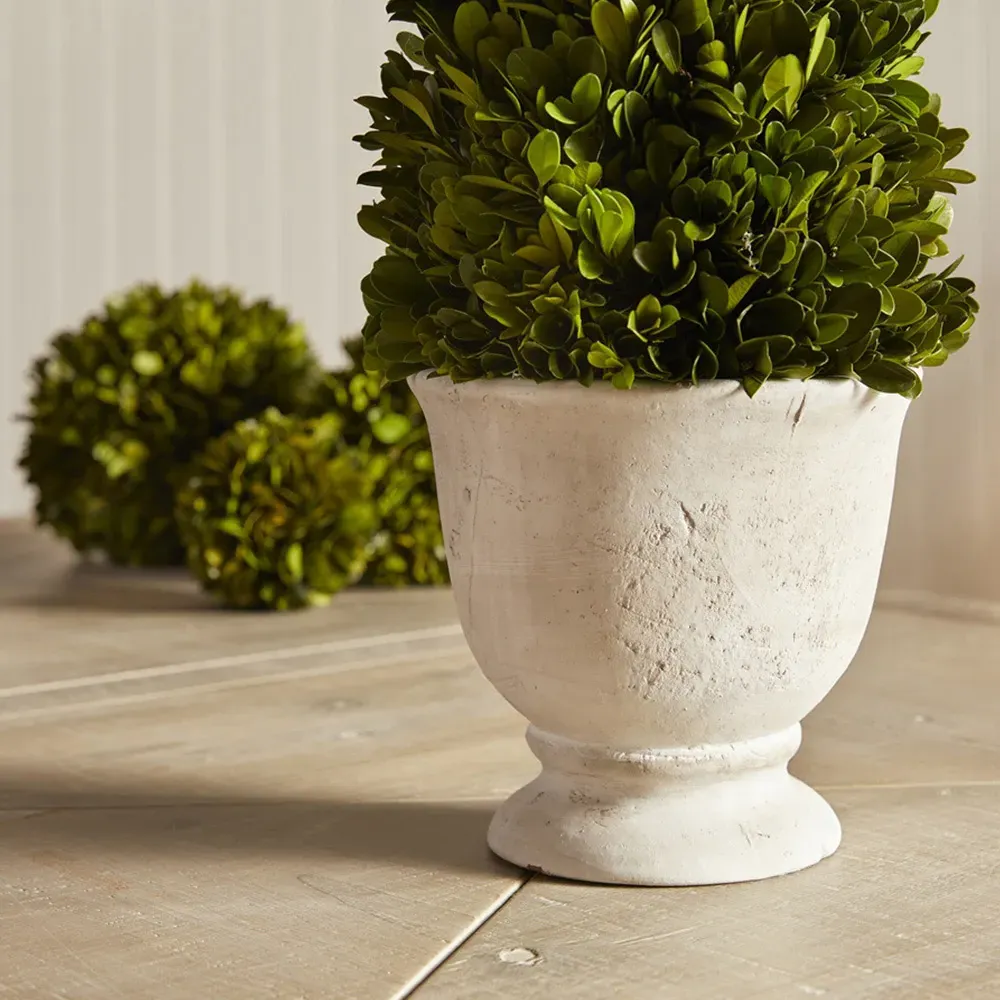 Asher Cone Potted Topiary - Green, Boxwood