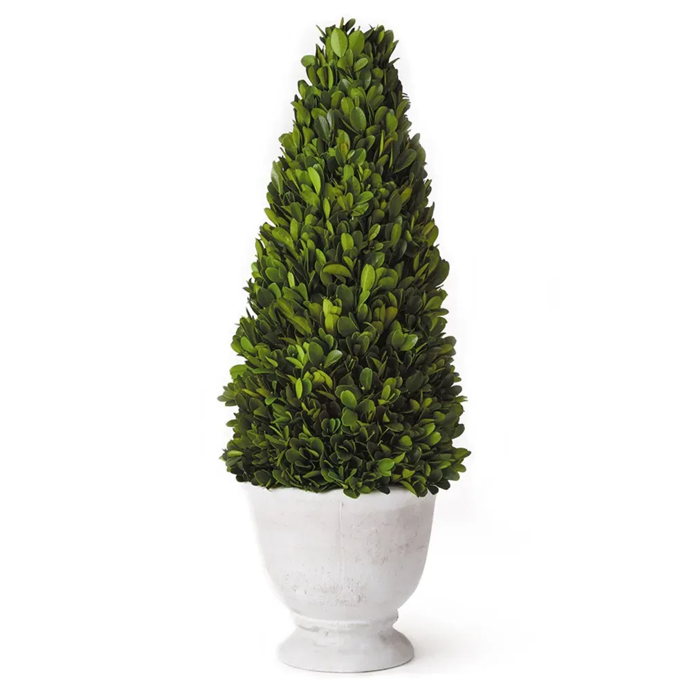 Asher Cone Potted Topiary - Green, Boxwood