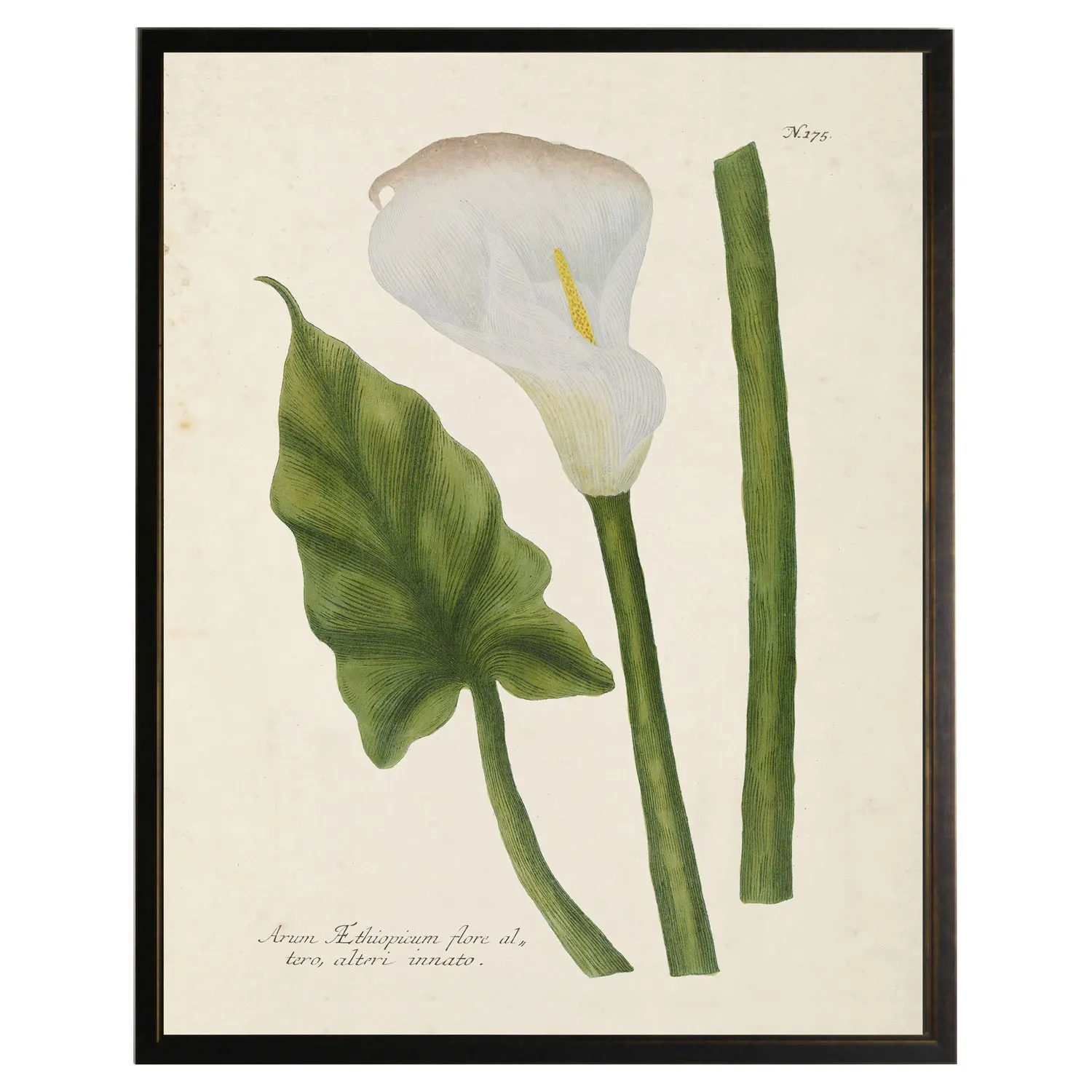 Avina Calla Lily Framed Illustration - Green, Wood