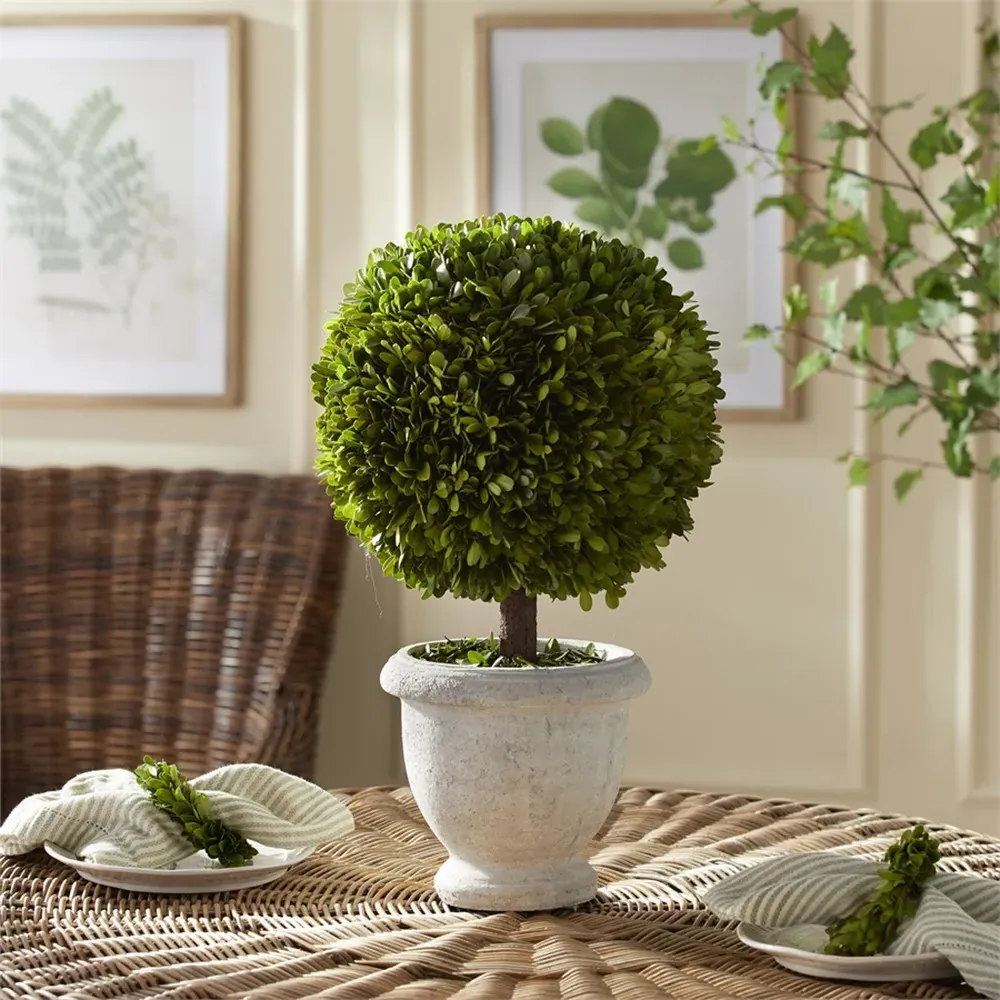 Caelum Large Potted Topiary Boxwood - White, Green