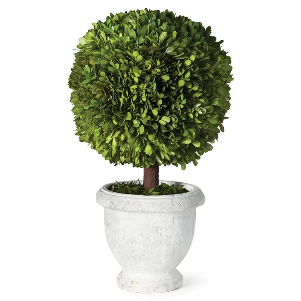 Caelum Large Potted Topiary Boxwood - White, Green image
