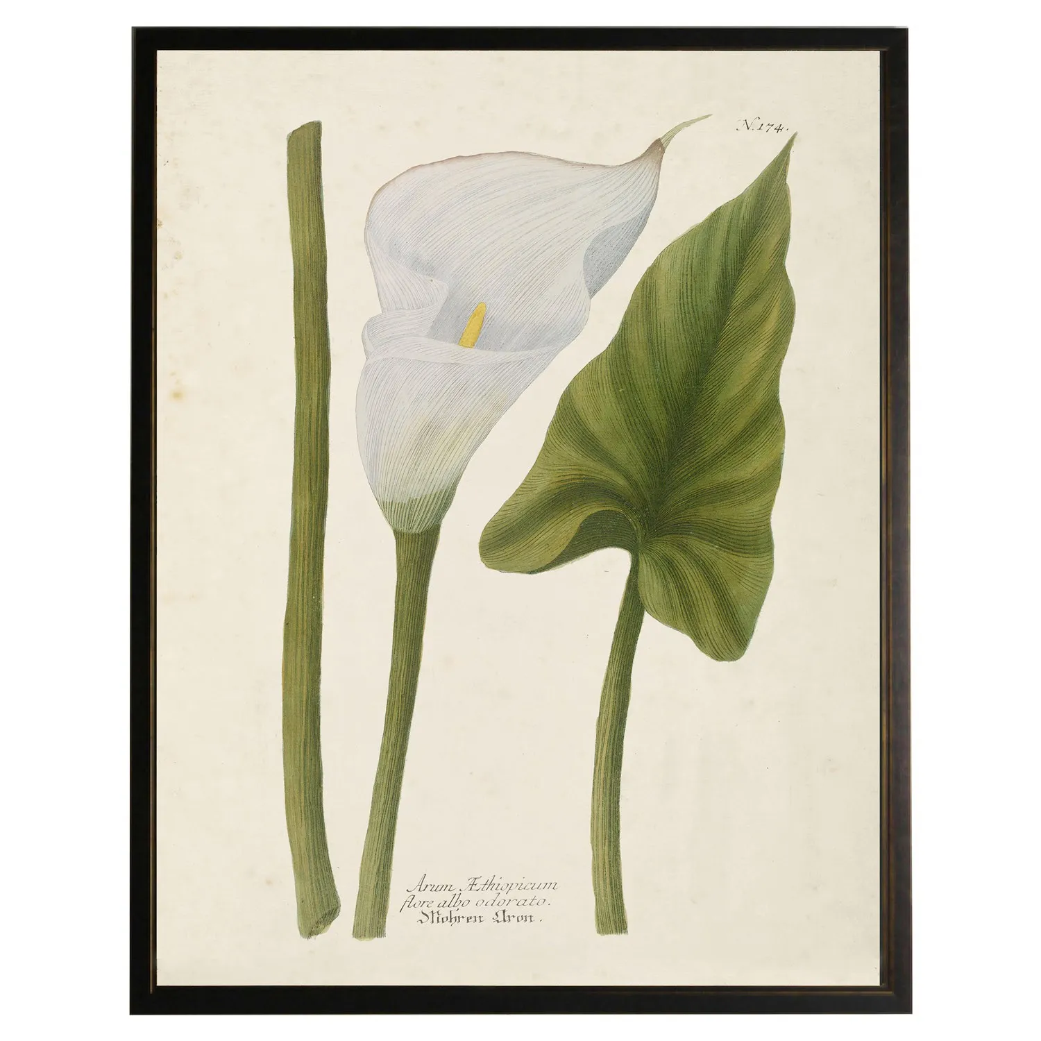 Camellia Calla Lily Framed Illustration - Green, Wood