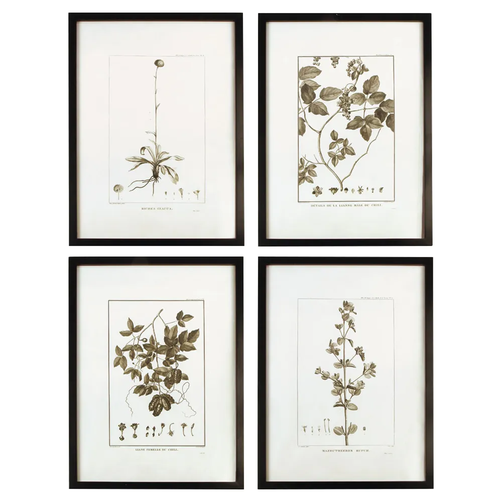 Destiny Floral Botanical Frame Illustration Set - Black image