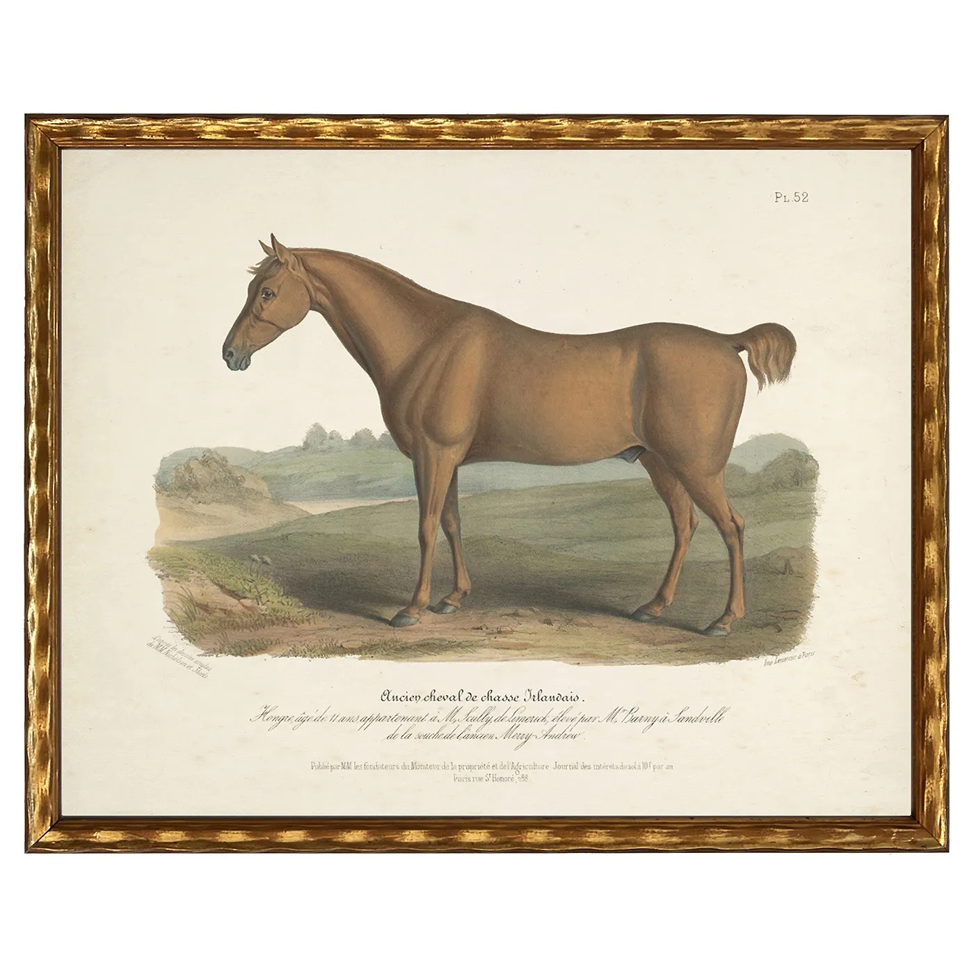 Evelaine Horse Illustration - Brown, Gold Frame