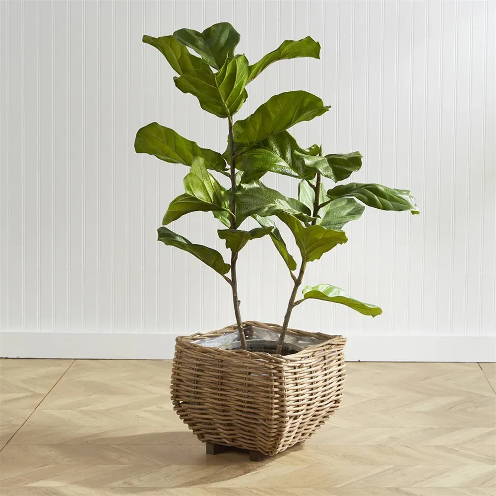 Fida Small Fiddle Leaf Fig Tree - Green, Ceramic