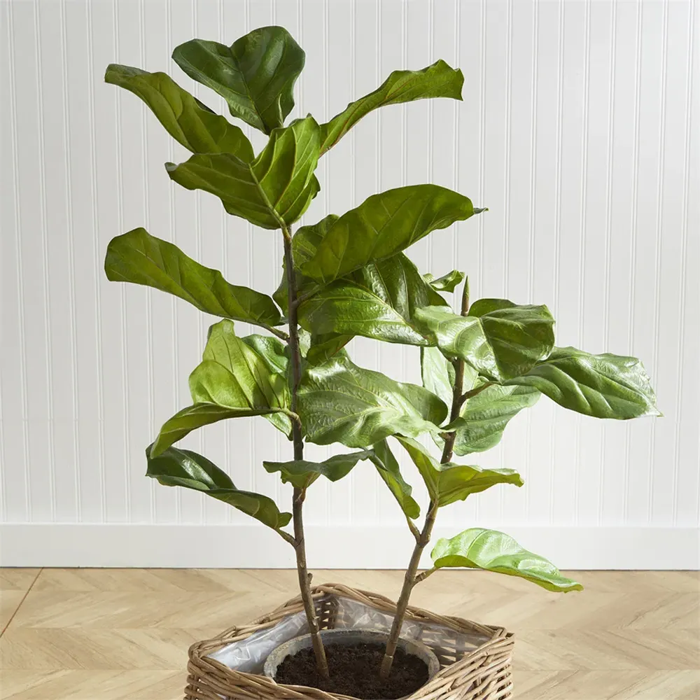 Fida Small Fiddle Leaf Fig Tree - Green, Ceramic