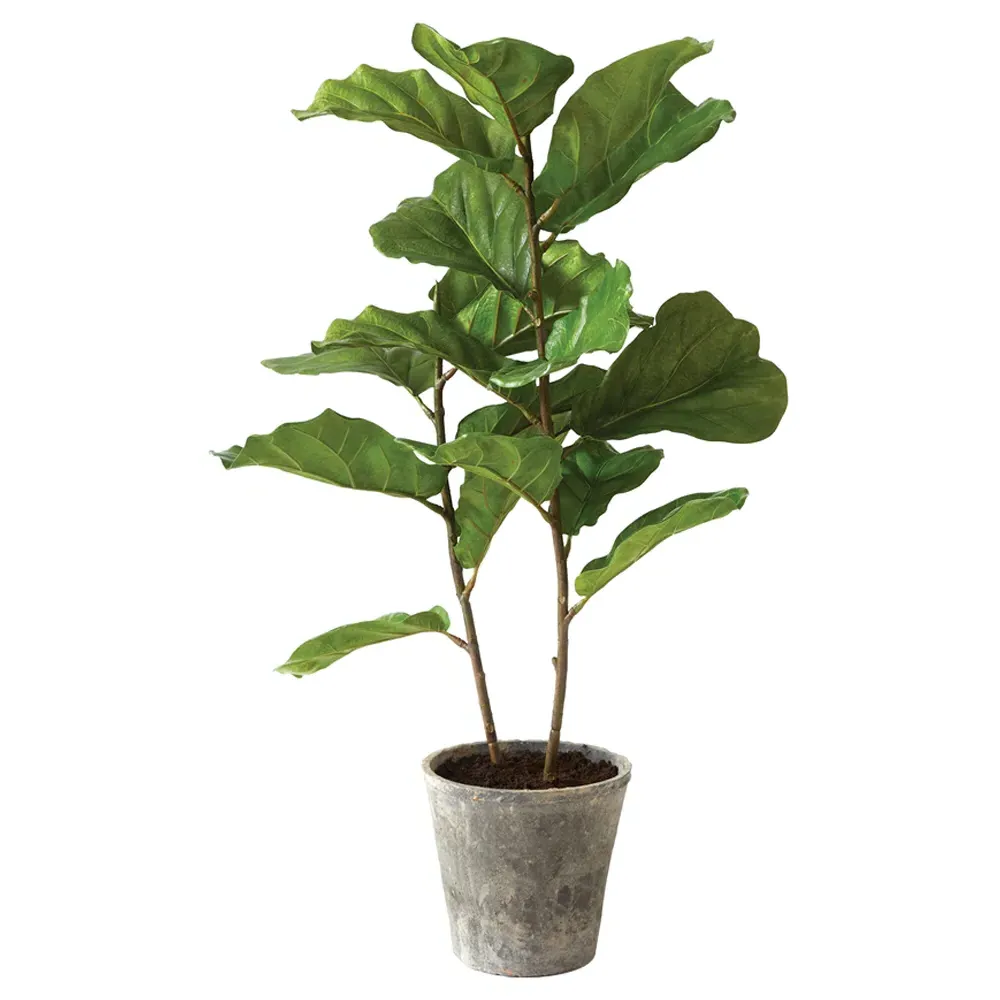 Fida Small Fiddle Leaf Fig Tree - Green, Ceramic image