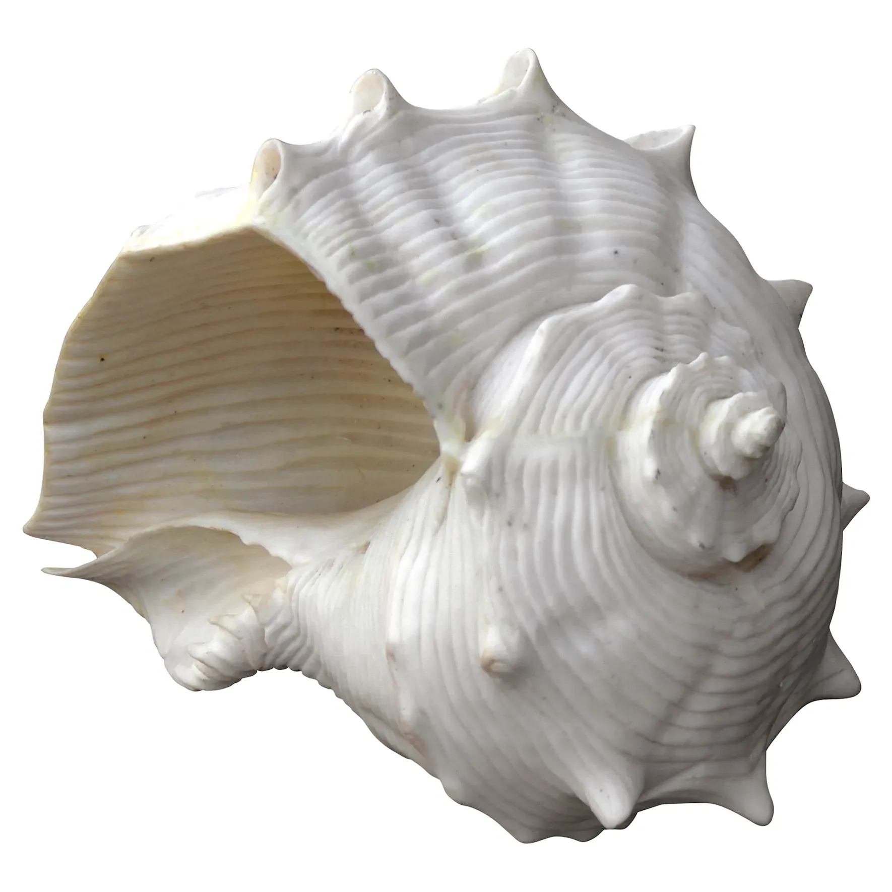 Fiji Shell Decorative Ornament - White image
